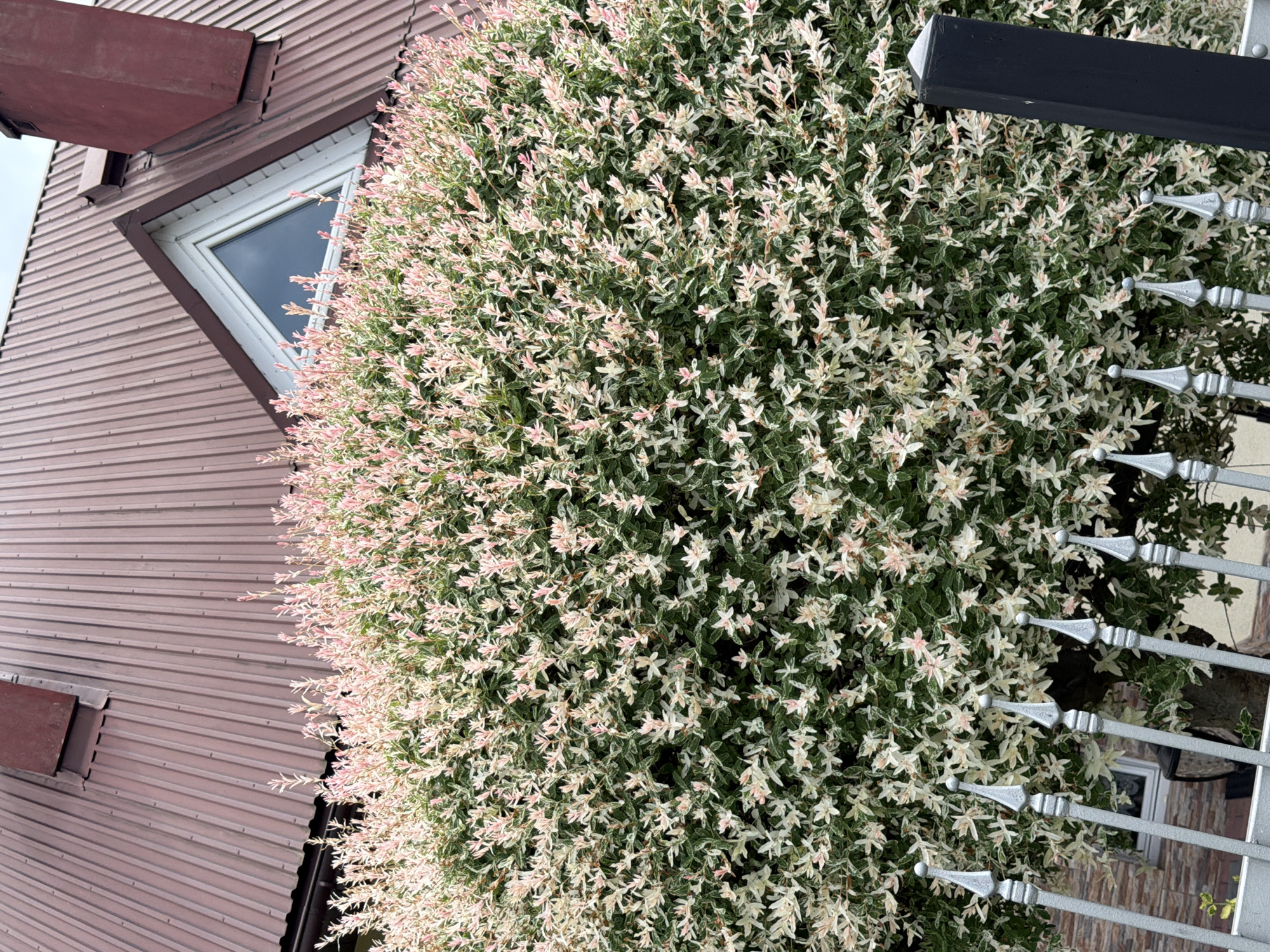 The image presents an exterior residential scene in Męcina, Poland. A large, dense shrub, consistent with Salix integra 'Hakuro-nishiki' (Flamingo willow), occupies the majority of the frame, displaying variegated foliage characterized by a mix of green, white, and prominent pink leaves, particularly visible as new growth. Behind the shrub, a house with a reddish-brown corrugated metal roof is visible. The roof features a triangular dormer window with a white frame and a dark, reflective pane, positioned centrally on the roof slope. A reddish-brown chimney, matching the roof color, is situated on the right side of the roof. In the immediate foreground, a silver-painted metal fence with decorative pointed finials runs horizontally, partially obscuring the lower section of the shrub. A thick, black, square-section fence post with a pyramidal cap is visible on the far right. A small portion of a building wall with reddish-brown brick-like cladding is discernable below the shrub on the lower left. No individuals or animals are present.