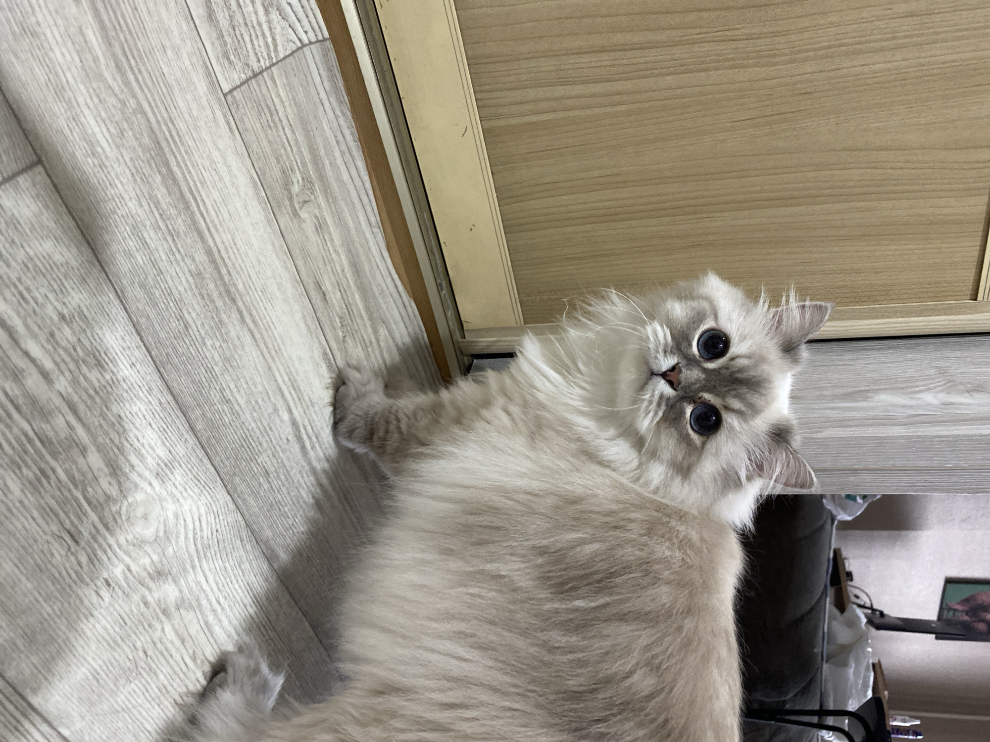 This image depicts a long-haired cat positioned indoors at an unspecified location within the city of Unknown, Unknown. The cat, exhibiting a light cream-colored body with distinct grayish-brown points on its face and ears, stands on a light-toned wooden floor. Its large, round blue eyes are dilated, directed squarely towards the viewer. The cat has a pink nose and prominent white whiskers. To the left, a light brown wooden door or wardrobe panel with vertical grain is visible, featuring a metallic bottom track. The background, largely out of focus, reveals a domestic interior. Elements discernible include a dark grey sofa, a piece of furniture holding what appears to be a television or computer monitor, and several bottles or containers. A framed object is mounted on the light-colored wall above the furniture. The lighting is consistent with an indoor setting.