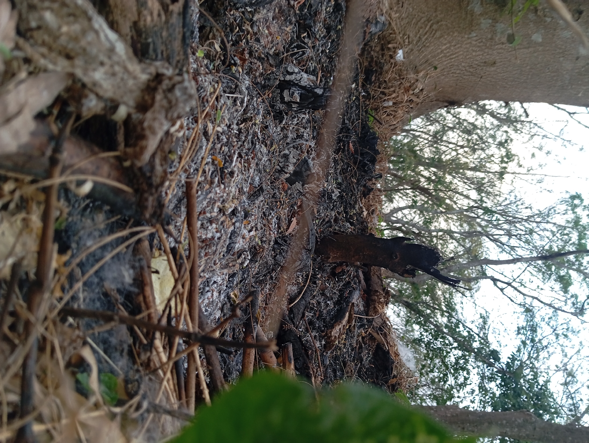 In Sumber Suko, Indonesia, a close-up, ground-level perspective captures a scene of aftermath from a fire in a wooded area. The foreground is dominated by charred debris, including ash, burnt twigs, and partially burned branches, with a prominent burnt stump standing erect. A large tree trunk is visible on the left, its bark textured and light brown. In the background, the canopy of trees forms a dense, green ceiling against a bright, overcast sky, suggesting a natural environment. The overall impression is one of desolation and the remnants of a destructive event.