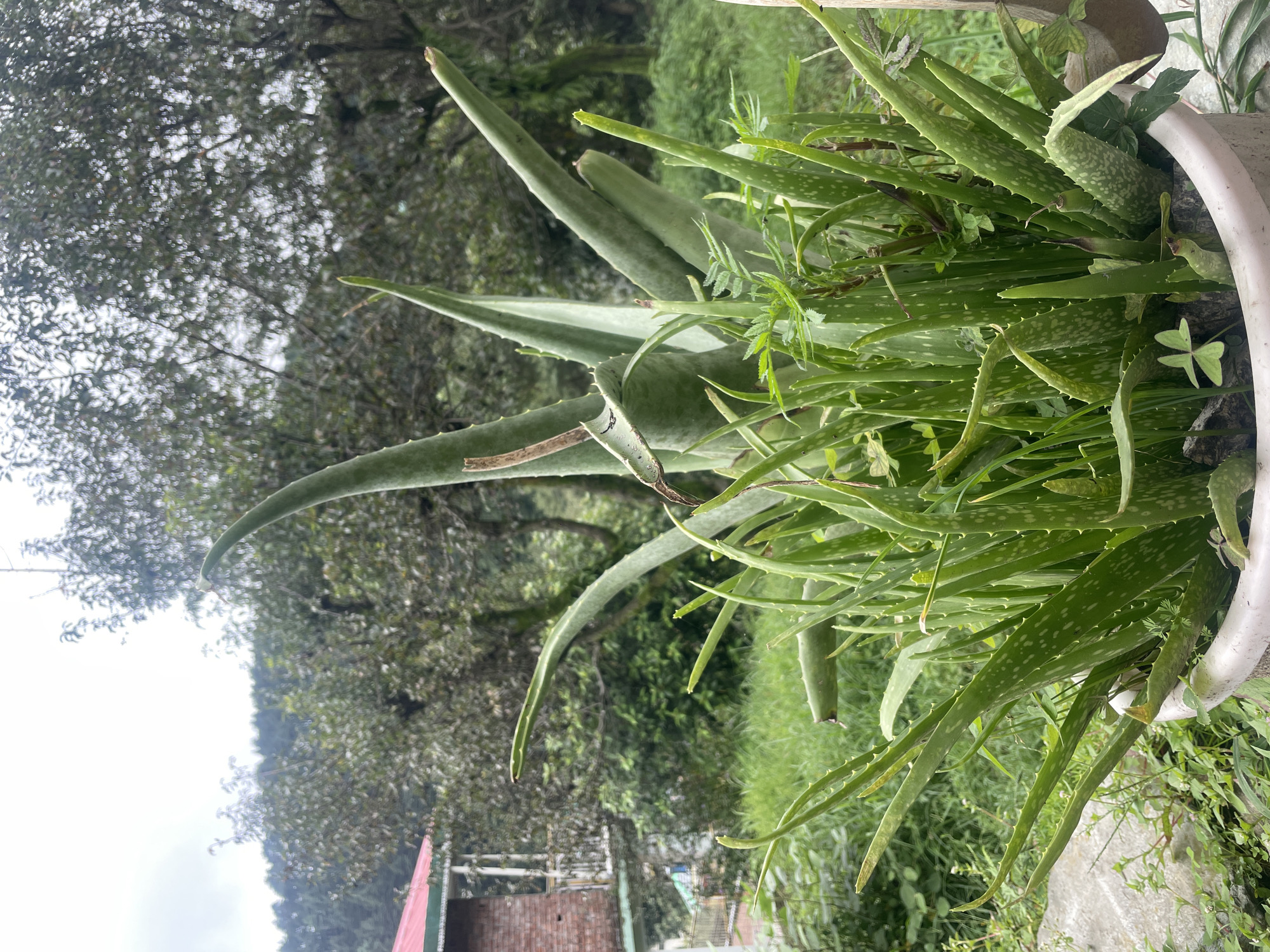 A close-up, eye-level shot captures a cluster of aloe vera plants in a white pot in Bhagsu, India. The aloe vera plants are vibrant green, with thick, fleshy leaves covered in white spots. Some of the larger leaves point upwards, while smaller, newer leaves grow closer to the ground. Interspersed among the aloe vera are other small green plants and a piece of dark wood. In the background, a brick building with a red roof and white trim is visible on the left, partially obscured by trees. The surrounding environment is lush and green, with trees and vegetation forming a dense backdrop under a cloudy sky.
