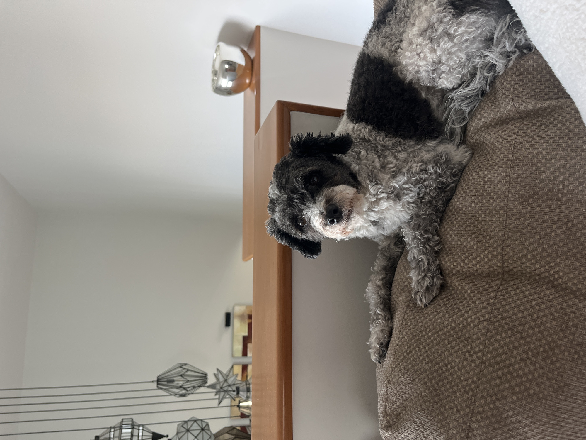 A low-angle shot depicts a fluffy, grey and black dog perched atop a brown, textured couch. The dog is looking down towards the camera with a slight head tilt. The background features a light-colored wall adorned with metallic, geometric light fixtures. A light wood-colored cabinet is partially visible, and a chrome light fixture is mounted on the wall above it.
There is no information to suggest this image was taken in Barrio de Nuevo León, Mexico.