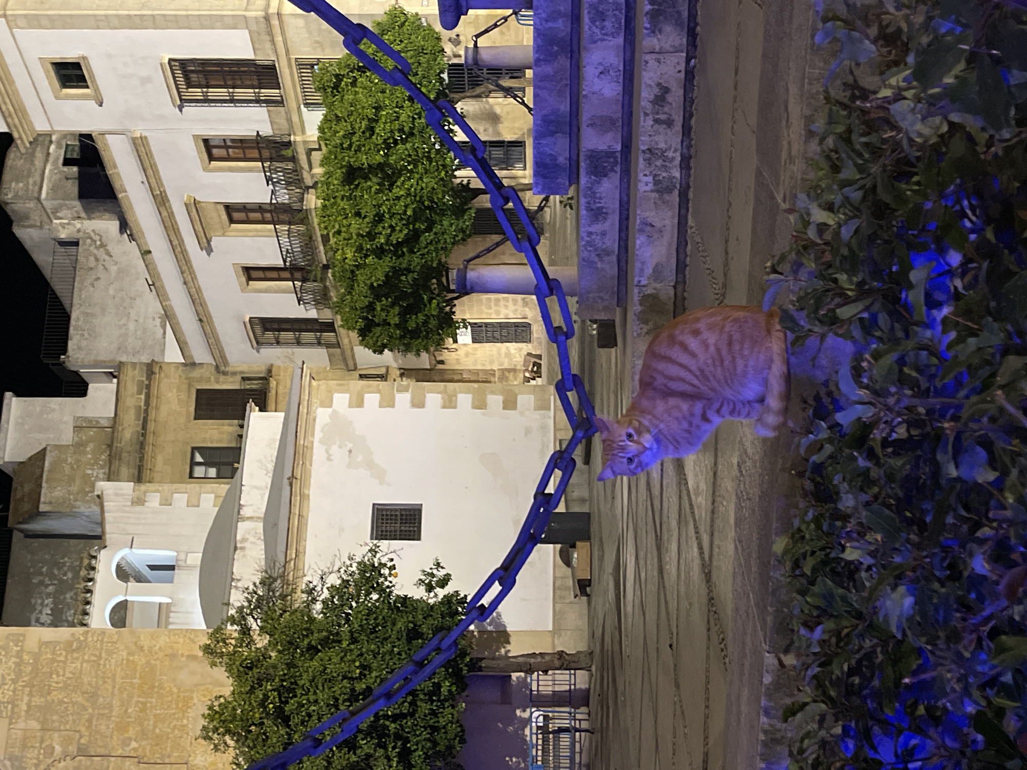 An outdoor nighttime scene, possibly in Jerez De La Frontera, Spain, features an orange tabby cat perched near a leafy bush, situated on what appears to be a stone or concrete pathway. A heavy blue chain drapes across the scene, running diagonally from upper left to mid-right. Behind the chain, the background consists of several buildings. The building on the far left is a multi-storied structure with various window designs and architectural details. To the right of this, there is a predominantly white building with a single window. Trees are interspersed between the buildings. Some of the scene, particularly the bush and the cat, appear to be lit with blue light. The image is taken from a slightly elevated perspective.