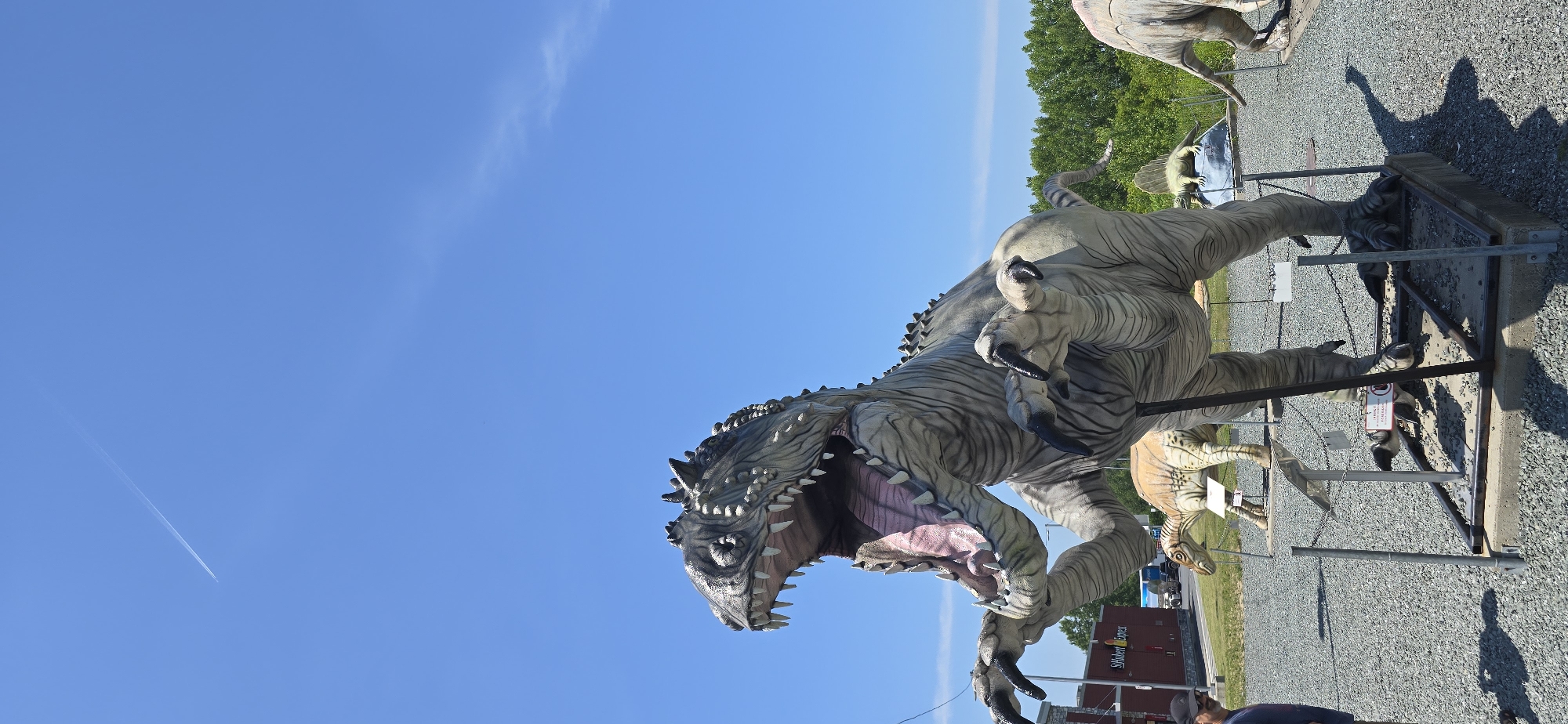 A full-shot, vertical, outdoor photograph captures a life-sized dinosaur sculpture, likely a Tyrannosaurus Rex, in the foreground. The sculpture is grey and white, with its mouth open, revealing pink gums and sharp teeth. Its arms are raised, and its claws are visible. Behind the main sculpture, several other dinosaur sculptures are present, including a smaller beige dinosaur with a crest on its head and a Dimetrodon sculpture on a rock. The ground is covered in gravel, and metal posts and chains surround the sculptures. In the background, a red building with a sign reading "St-Hubert Express" is visible, along with trees and a clear blue sky with a contrail from an airplane. A person is partially visible on the left side of the frame, facing the dinosaur. The location is identified as Saint-Léonard-d'Aston, Canada.