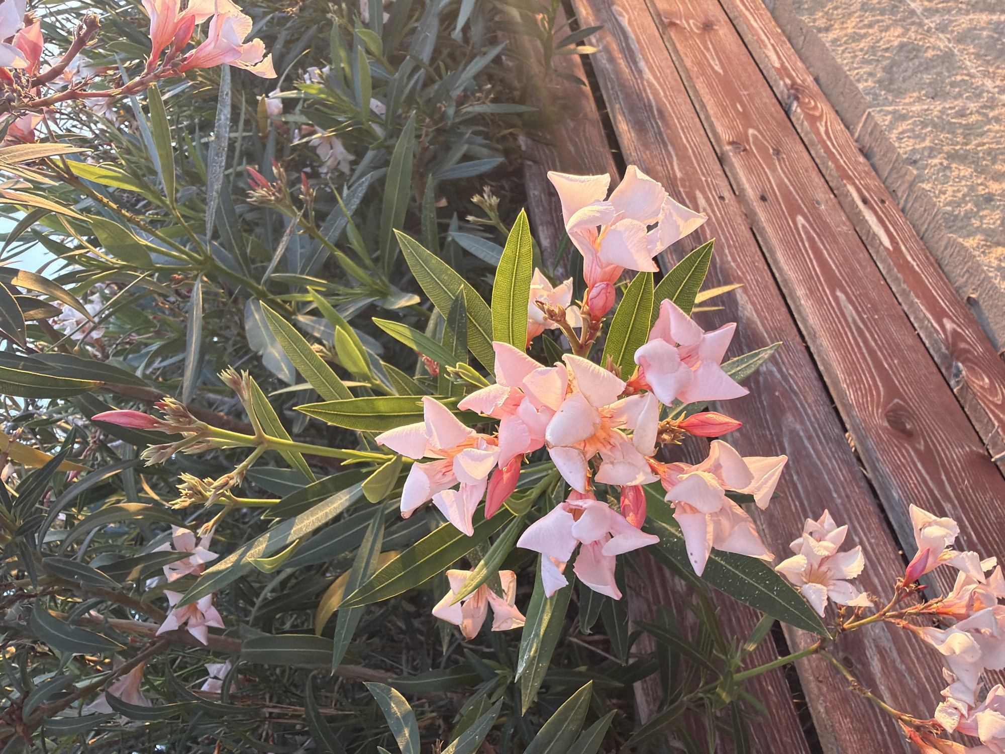 A cluster of light pink oleander flowers is in bloom against a backdrop of dark green foliage. The flowers, some fully open and others in bud, are a prominent feature in the foreground. The foliage is dense and leafy, with long, slender leaves. In the lower right of the image, weathered wooden planks, likely part of a fence or seating area, are visible, their reddish-brown hue contrasting with the greenery. The lighting suggests it is either sunrise or sunset, casting a warm glow on the scene. The image appears to be taken in a garden or outdoor setting, possibly in Pervolia, Cyprus, given the plant type and common outdoor décor. There are no people or animals present.