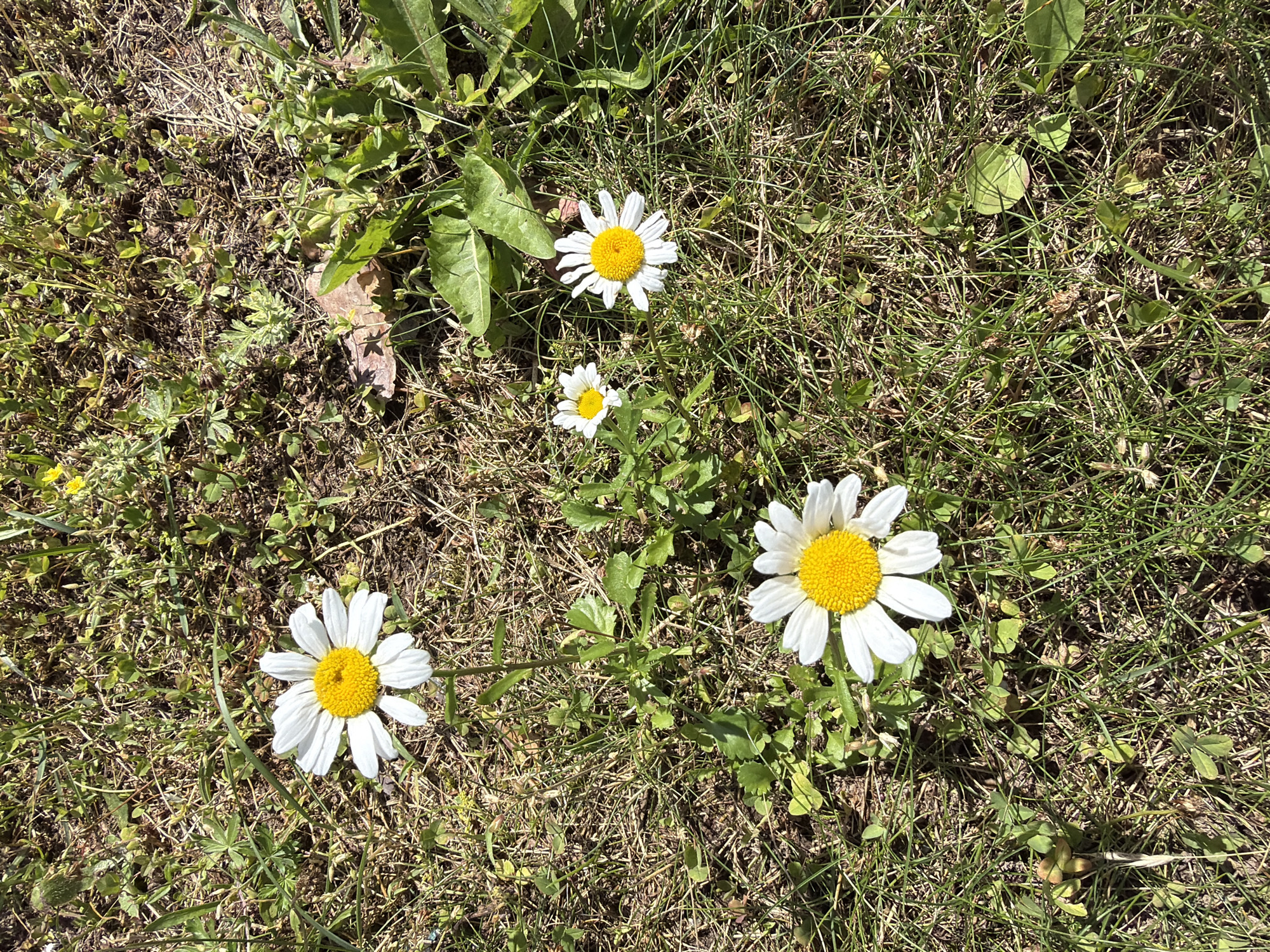 The image shows a close-up view of a patch of grass with four daisies. The largest daisy is in the bottom center of the frame, with a bright yellow center and white petals. Above and to the left of this daisy is another, slightly smaller daisy. To the right and slightly higher is a third daisy, and a fourth, smaller daisy is in the upper right quadrant. The grass is dry and yellowish in places, interspersed with green blades and some small, leafy plants. A brown, dry leaf is visible in the upper right portion of the image, amongst the green foliage. The scene appears to be outdoors, likely in a natural setting. The location is identified as Ulbroka, Latvia.