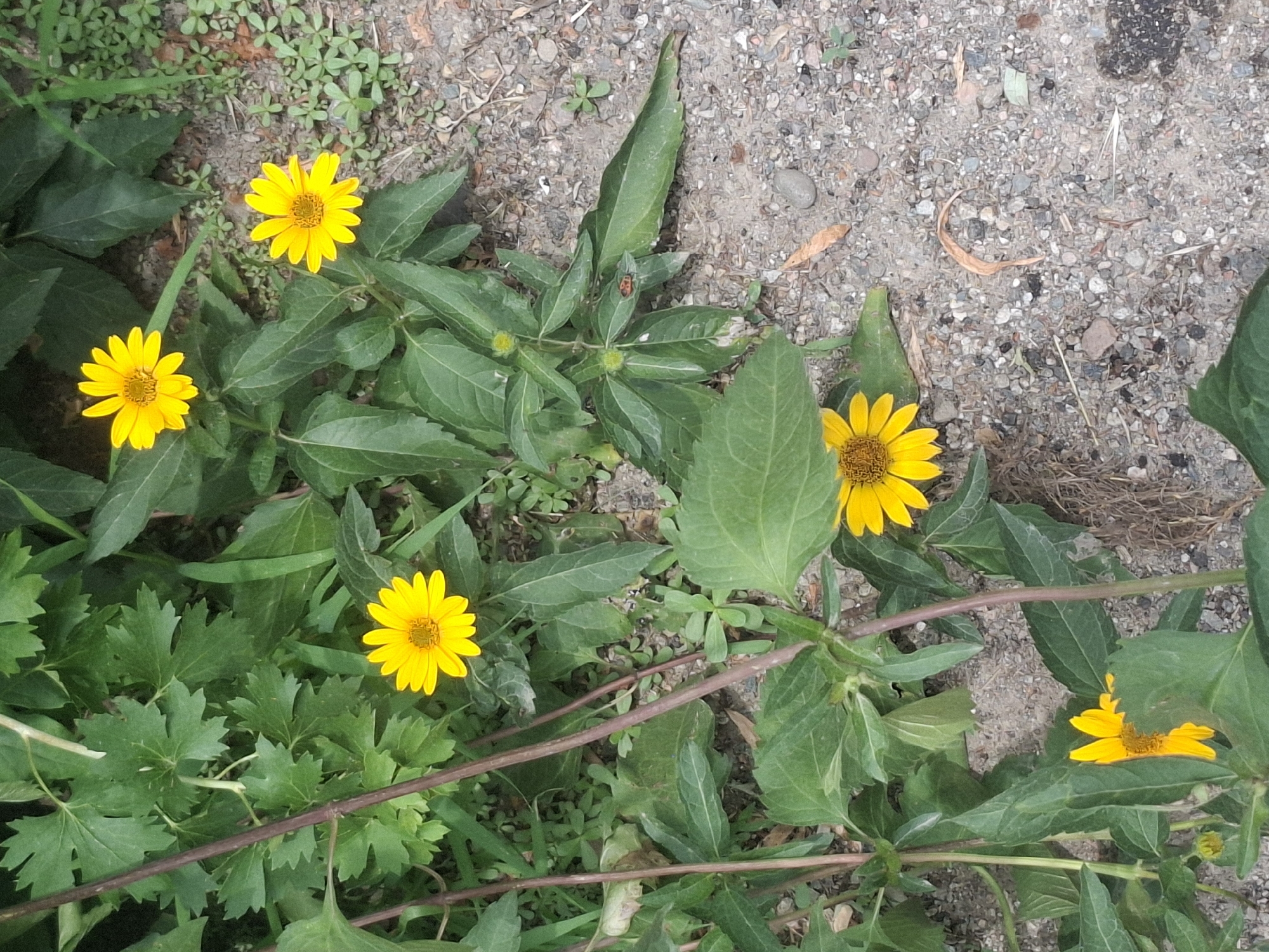 The image is a medium shot of yellow flowers with green foliage and a gravelly ground cover. The scene appears to be outdoors. In the upper portion of the image, there are three yellow flowers, two in the center and one to the right. In the lower portion, there are two more yellow flowers, one to the left and one in the center, partially obscured by leaves. The ground is composed of small pebbles and dirt. There is a small reddish-brown insect on a green leaf in the middle right of the image. The lighting suggests daytime, and the overall impression is of a natural setting. The location in Almaty, Kazakhstan is not determinable from the visual information present.