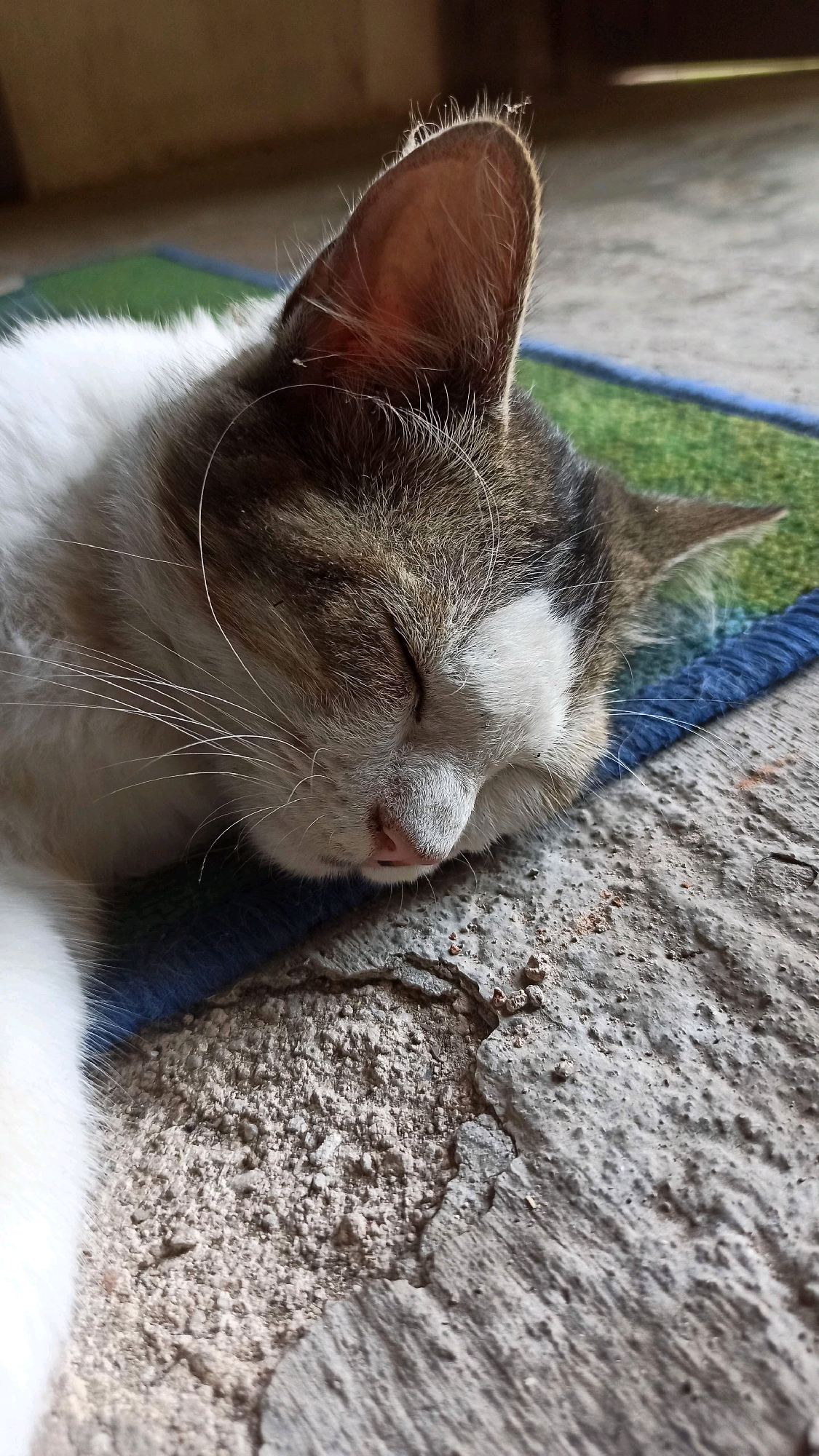 The image shows a close-up view of a cat sleeping on a mat. The cat has white and brown fur and its eyes are closed. The mat appears to be made of woven material with green and blue stripes. The background is out of focus, but it seems to be an outdoor setting with concrete ground. The overall scene suggests a peaceful moment of rest for the animal in what could be a residential area in Simo, Indonesia.