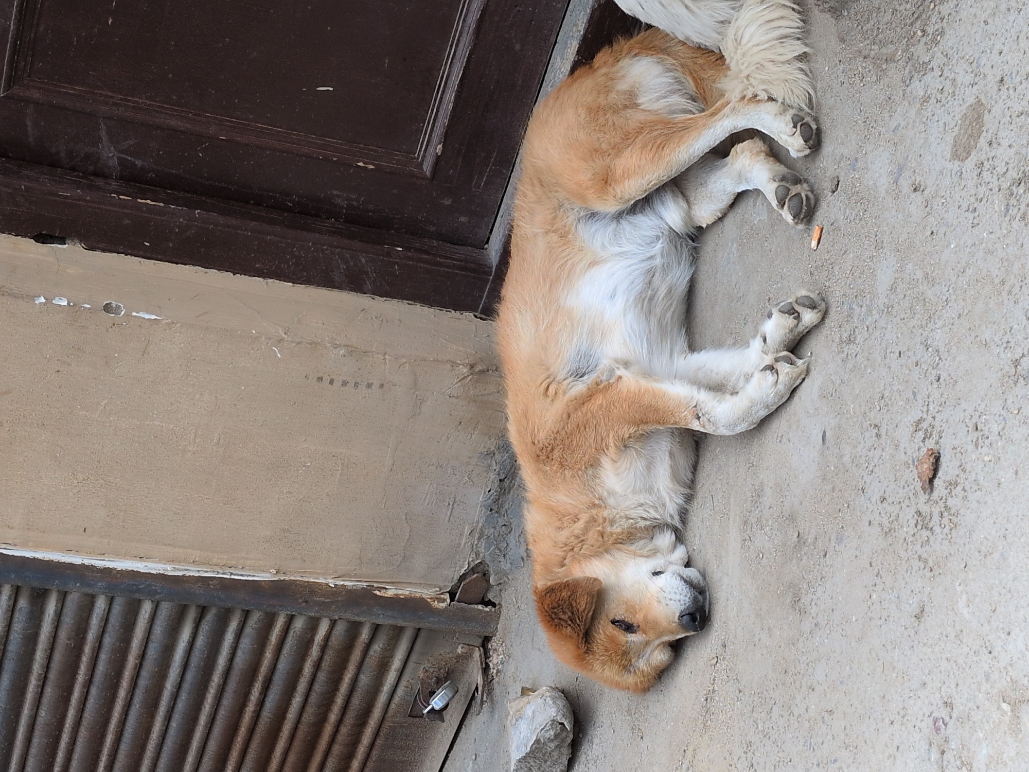 A light brown and white dog is sleeping on a concrete ground in front of a building. The dog is lying on its side with its legs tucked in. Its eyes are closed and its head is resting on the ground. The building behind the dog has a dark brown door and a light beige wall. To the left of the dog, there is a metal roller door and a large grey rock. There is also a small grey object on the ground near the dog's head, possibly a cigarette butt. The scene appears to be in an outdoor urban environment.