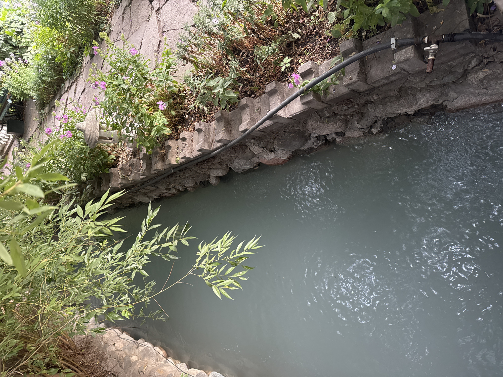 A high-angle shot captures a narrow, shallow waterway lined with stone walls and lush greenery in Koy Tash, Kyrgyzstan. The water, a pale grey-blue, flows gently, its surface rippled by unseen currents and reflecting the muted light. On the right bank, a stone path winds through a garden bursting with vibrant green foliage and delicate pink flowers. A small, decorative stone lantern sits amongst the plants, adding a touch of tranquility to the scene. A black hose snakes along the top of the stone wall, connected to a rustic faucet fixture, suggesting the presence of a water source or irrigation system. Overhanging branches of a leafy green tree cast shadows on the water, framing the tranquil view.