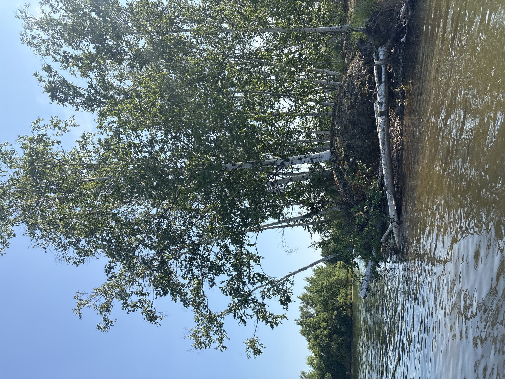 A cluster of birch trees with white bark and green foliage grows on a small, elevated island in a body of water. A fallen birch log, partially submerged, lies on the bank of the island. The water is calm and reflects the sky and trees. In the background, a distant shoreline is lined with more trees. The sky is clear and blue. The scene is set in the city of Razdolnoye, Russia.