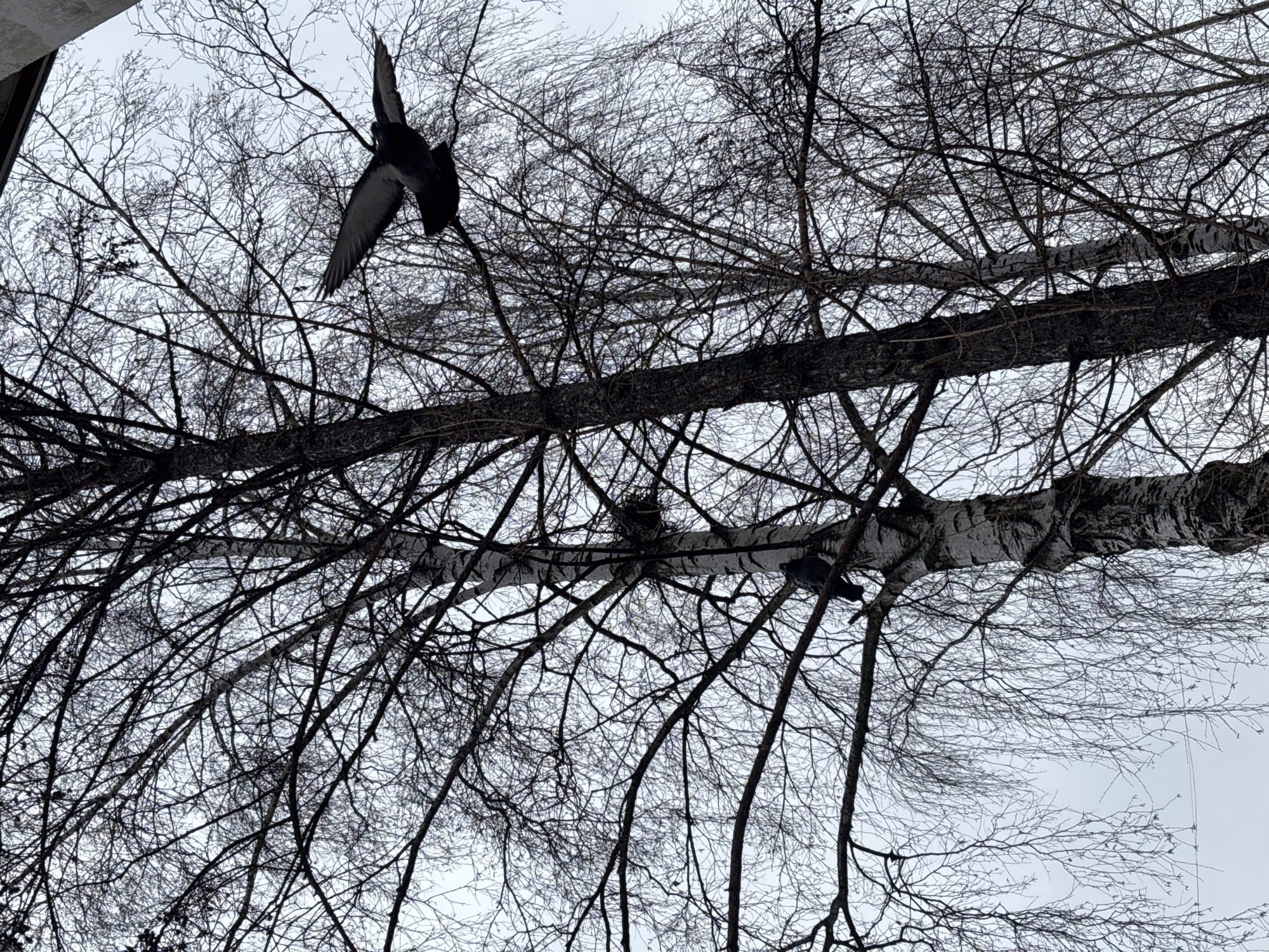 The image, taken from a low angle looking upwards, depicts a birch tree in winter against an overcast sky. The tree has bare branches, intertwined, with two prominent horizontal branches. A large bird, possibly a crow or raven, is in mid-flight near the upper left of the frame. Two other birds are perched on branches closer to the right side of the frame. The exact location in Izhevsk, Russia cannot be determined.