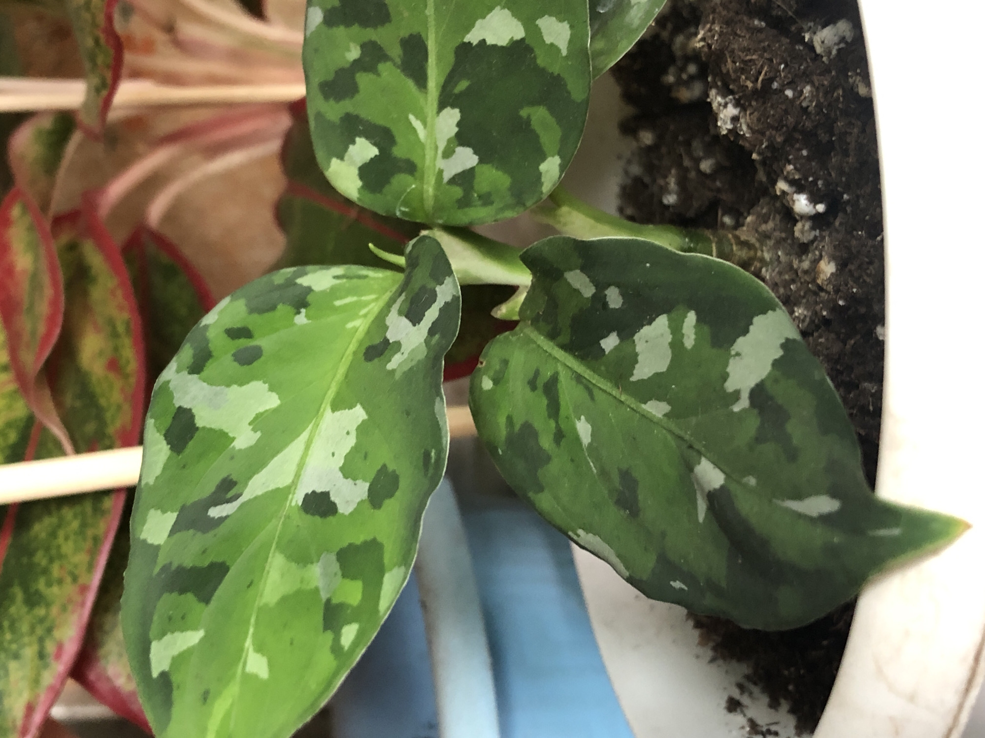 The image shows a close-up view of a potted plant with variegated green leaves. The leaves are oval-shaped with a pointed tip and feature irregular patches of lighter green and white. The plant is in a white pot filled with dark soil, which appears to have some small white perlite mixed in. In the background, other plants with red and green foliage are visible, along with a pale yellow vertical object, possibly a plant stake. The scene is indoors, and the lighting suggests it is daytime. The image does not depict any specific location in the city of Пионерский, Russia, or any people or actions.