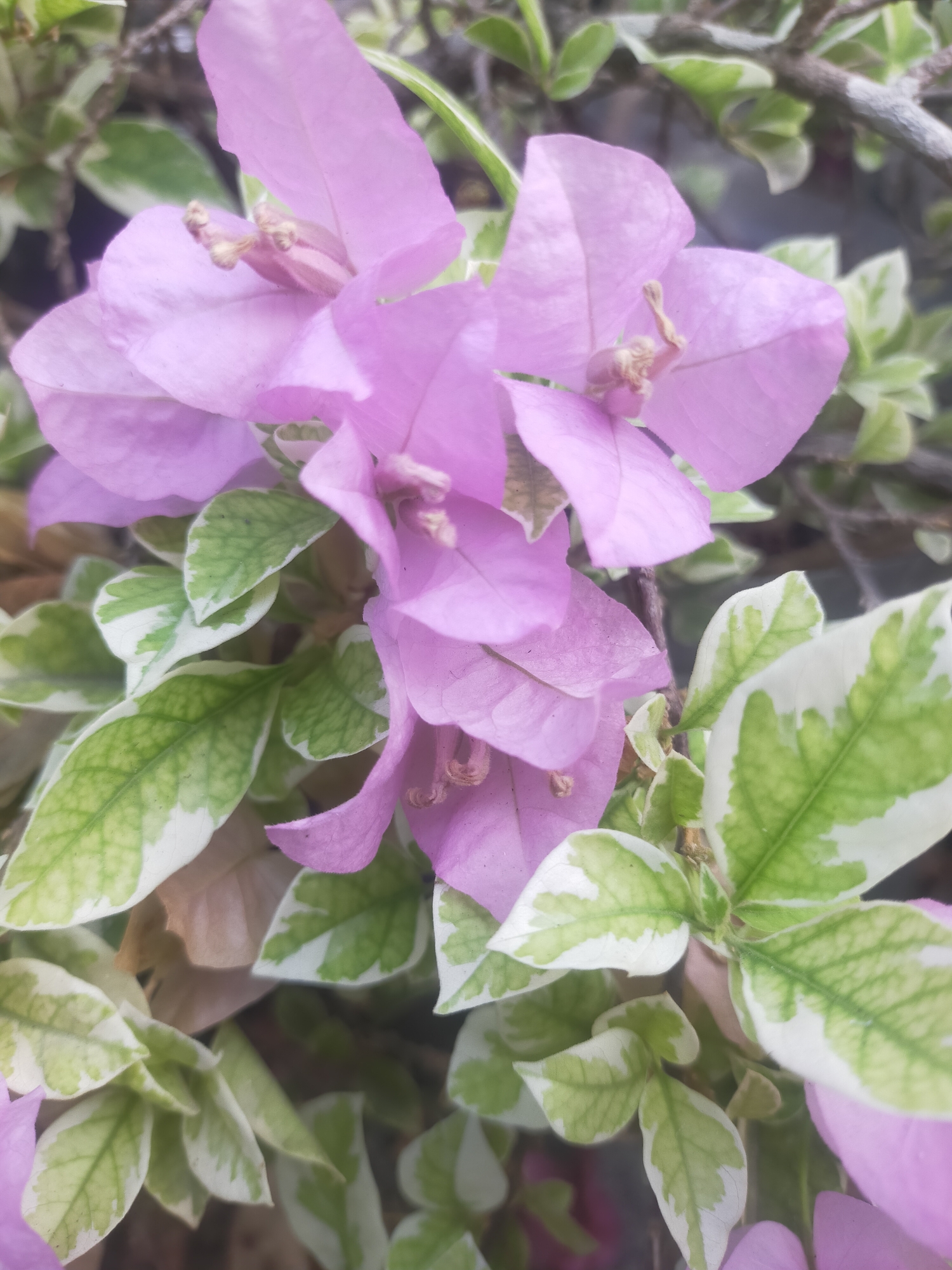A close-up, eye-level shot captures a cluster of delicate purple bougainvillea flowers, their petals slightly ruffled and their stamens visible at their centers. The flowers are surrounded by a backdrop of variegated leaves, a mix of vibrant green and creamy white, some appearing slightly wilted. The background is a blur of subdued greens and browns, hinting at more foliage and a natural setting. There is no indication of a specific location in Tegalandong, Indonesia; the image solely focuses on the floral subject.