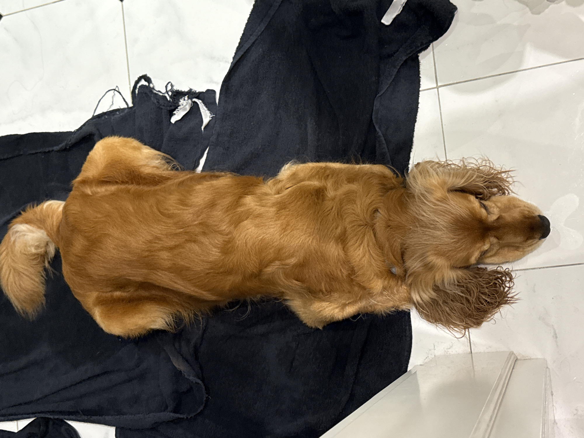 A golden-brown dog with long, floppy ears is lying on its stomach on a black towel. The towel is spread out on a white tiled floor with gray grout lines. The dog's head is resting on the towel, and its eyes are closed. The dog's tail is curled over its back. The scene appears to be indoors, possibly in a bathroom or laundry room, given the presence of tile and a white baseboard on the left side of the image. The lighting is overhead, creating a slightly uneven illumination of the scene. There are no other subjects or objects of interest visible in the frame.