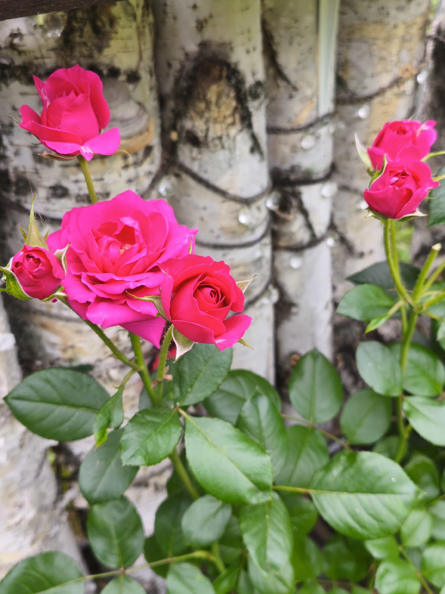 A close-up, eye-level shot captures a cluster of vibrant pink roses in bloom, set against a blurred background of pale birch logs. The roses, some fully open and others in bud, display delicate petals and green sepals. Their stems are adorned with lush green leaves. The birch logs, arranged vertically, are textured with dark markings and appear to be tied together with what looks like string, with small, glistening droplets of water on their surfaces. The overall scene suggests a garden setting, potentially in Kutana, Russia, evoking a sense of natural beauty and tranquility.