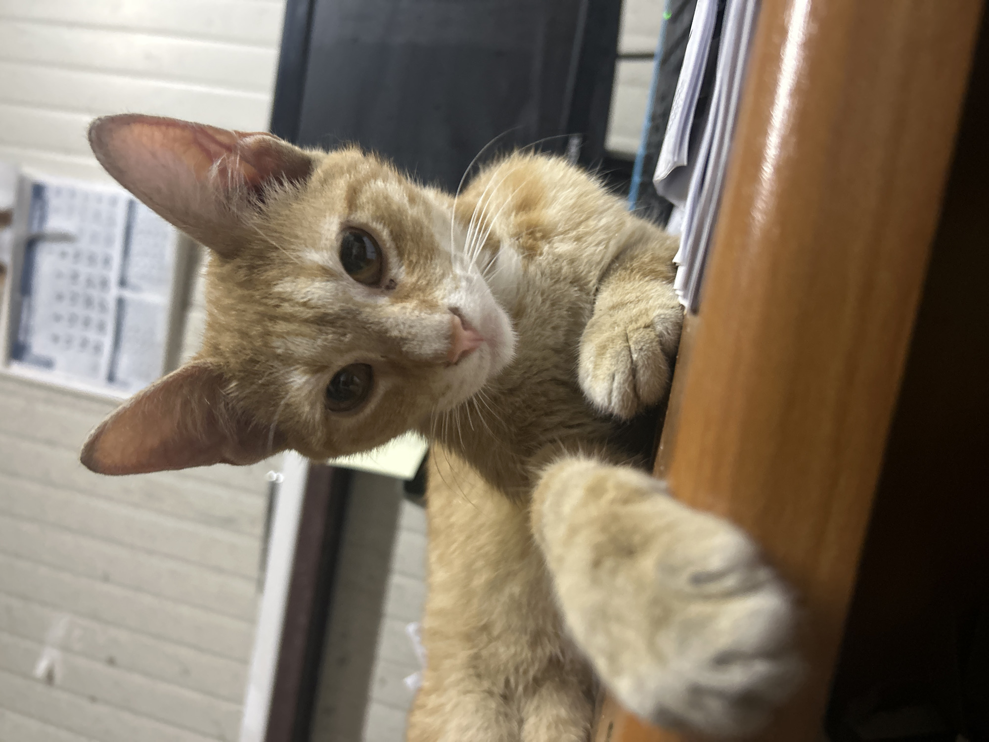 A close-up, low-angle, indoor shot shows a ginger kitten with large ears lying on a polished wooden desk. The kitten is facing the camera with its head tilted slightly to its right. Its front left paw is extended forward, resting on a stack of papers. The kitten has dark brown eyes, a pink nose, and white whiskers. The background is blurred, showing a wall with horizontal paneling and a calendar hanging on it. To the right, a dark monitor screen is partially visible. The lighting appears to be artificial and warm, casting a soft glow on the kitten and the desk. There is no indication of the location being in Struma, Bulgaria, or any other specific city.