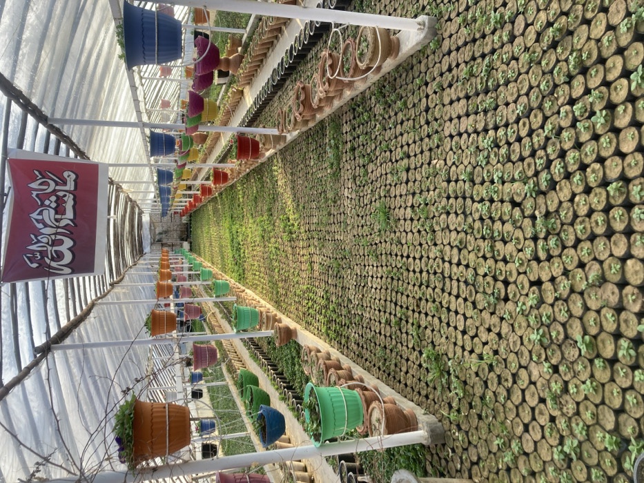 The image captures a long, narrow interior space, likely a greenhouse or plant nursery, filled with various plants and planting materials. The structure features a translucent, arched roof, possibly made of plastic sheeting, allowing natural light to illuminate the space. White metal framework supports the roof and provides hanging points.
On the left side of the frame, a long row of colorful plastic hanging pots is displayed. These pots come in a variety of vibrant colors including blue, pink, red, orange, green, and brown, and are suspended at different heights from white horizontal bars, creating an appealing, tiered arrangement. Many of these pots contain small, green plants. Further down this row, a red banner with prominent white Arabic calligraphy hangs from the ceiling structure. The text on the banner appears to read "یا حسین" (Ya Hussain).
On the right side of the frame, the ground is densely covered with countless small plants, each contained in individual black plastic grow bags or small pots. These young plants or seedlings are arranged in neat, extensive rows that stretch into the distance. The soil in these pots is light brown, and the small green sprouts are visible. Along the base of the white support structure on this side, there are also some decorative clay pots, some appearing empty and others holding small plants.
A central aisle or pathway runs down the middle of the greenhouse, separating the hanging planters from the ground-level rows of seedlings. The ground in this central area has some sparse green vegetation or grass growing. The overall impression is one of a well-organized and active plant cultivation environment, illuminated by bright daylight.