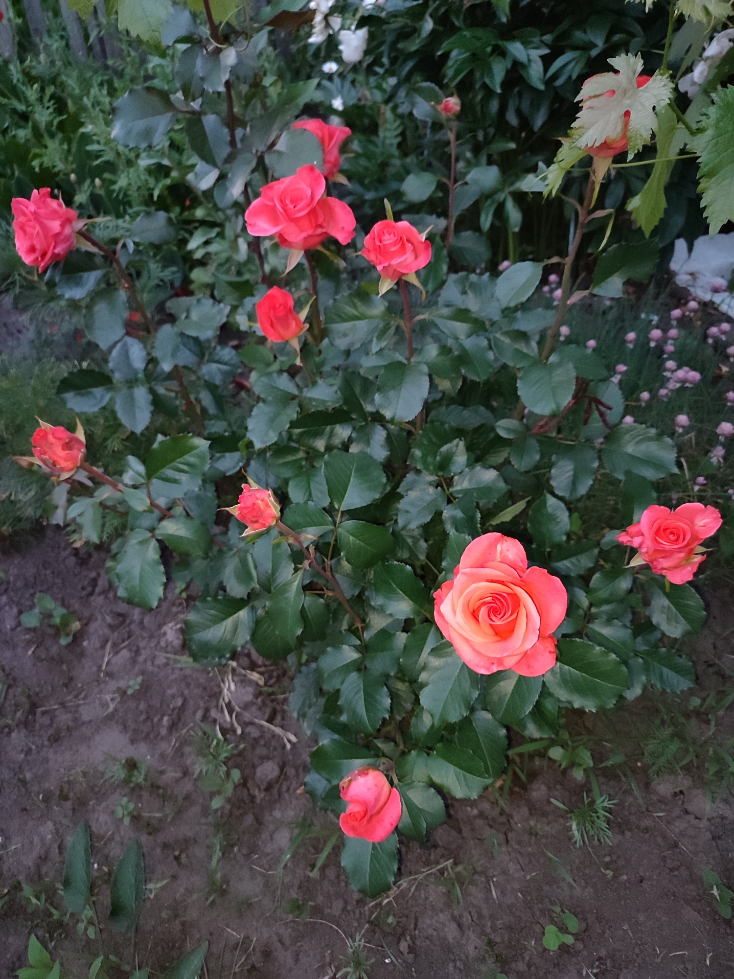 In Voskobiinyky, Ukraine, a close-up, high-angle shot captures a rose bush in bloom. The bush features numerous bright pink and orange roses in various stages of development, from buds to fully opened flowers. Lush green leaves surround the blossoms, creating a vibrant contrast. The ground beneath the bush is composed of dark soil with scattered green weeds and dried debris. In the background, blurred greenery suggests the presence of other plants and a fence. The lighting is low, indicating it may be dusk or a shaded area. No people or animals are visible in the frame.