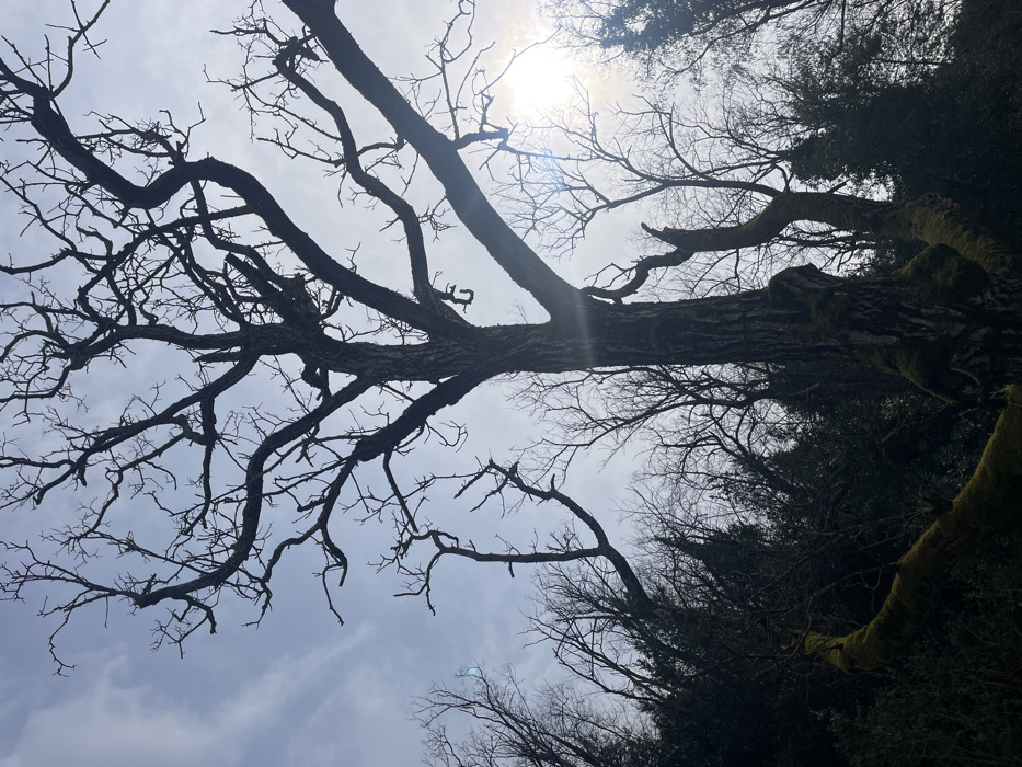 This image depicts a wooded outdoor scene, located in Monsummano Terme, Italy. A large, mature deciduous tree, devoid of foliage, occupies the central and upper frame, rendered in silhouette against a bright, partially clouded sky. Its main trunk is robust and textured, with distinct patches of vibrant green moss adhering to its lower section and a prominent curving branch extending from the lower left. Numerous gnarled, bare branches extend upwards and outwards from the main trunk. In the background, additional bare deciduous trees and dark evergreen foliage are visible, primarily along the left and lower edges of the frame. The sky is a light blue-grey with visible cloud formations. A distinct sun lens flare emanates from the upper right quadrant, indicating the position of the sun. No people, animals, or man-made structures are present in the scene.