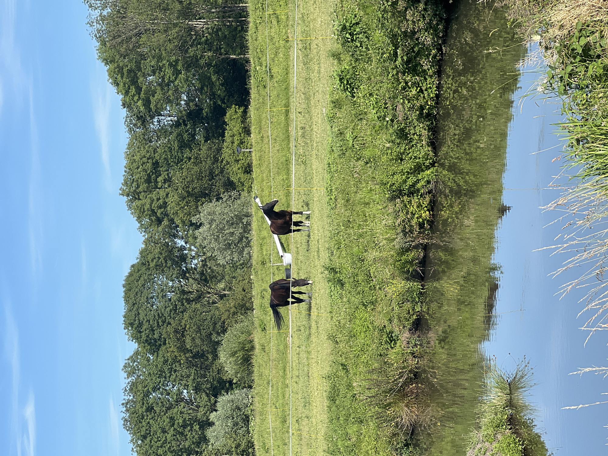 The image shows a pastoral scene featuring two horses in a grassy field next to a calm body of water. The horses are dark brown. One horse is standing and looking upwards, while the other is grazing. They are separated by a thin, white electric fence. The field is lush and green, with trees bordering the far side of the field. The water reflects the surrounding greenery and the blue sky, which is mostly clear with a few wispy clouds. The overall impression is one of peacefulness and tranquility. The scene suggests it is daytime, likely late morning or early afternoon, given the bright sunlight. The presence of a fence and the domesticated animals indicates a rural or semi-rural setting, possibly a farm or a park. The location context provided is Delft, Netherlands, which aligns with such a landscape. There is no visible text in the image.