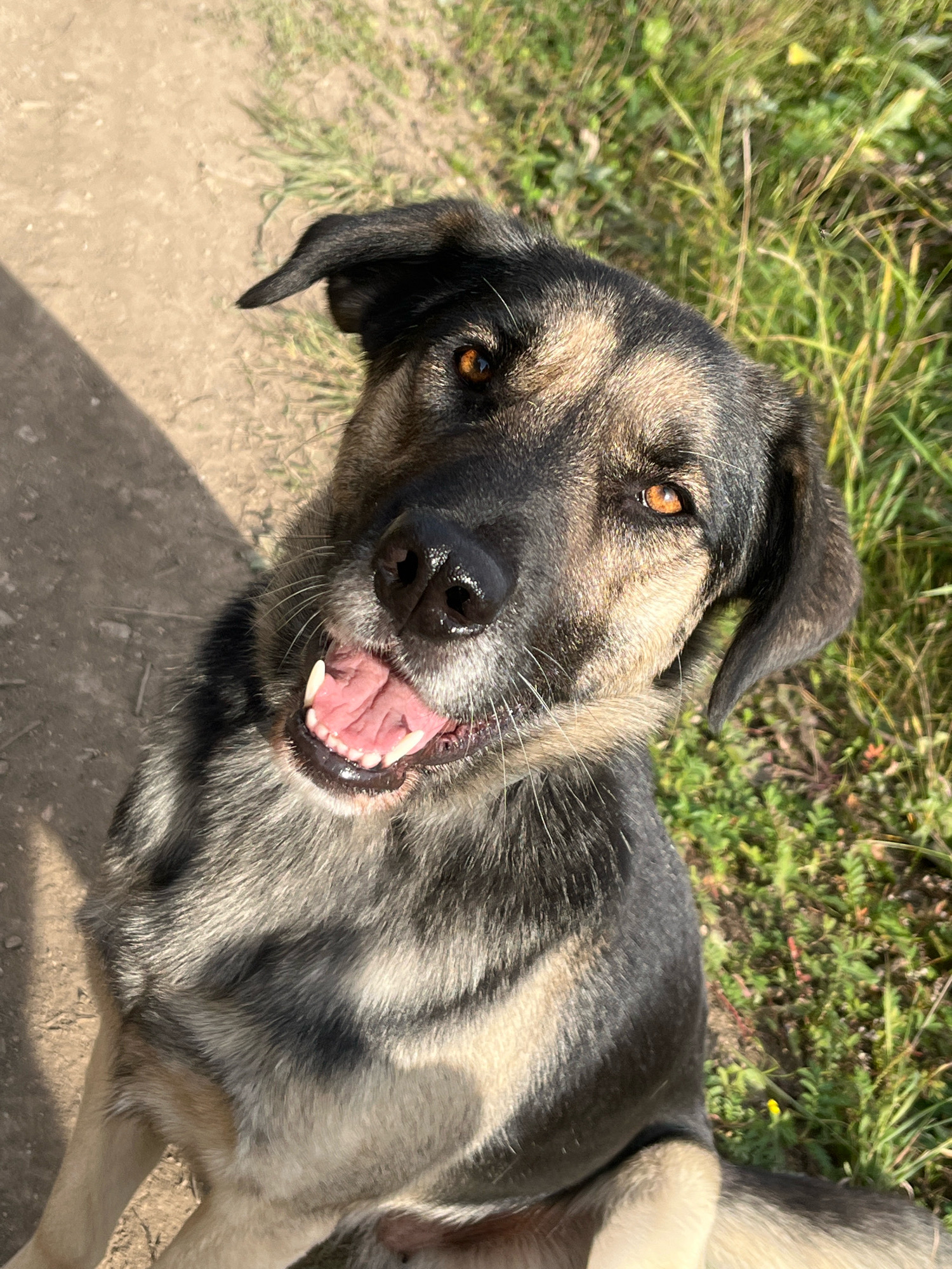 A medium-sized dog with black and tan fur and amber eyes is looking up at the camera with its mouth open, as if panting or smiling. The dog is outdoors, on a dirt path with some green grass and weeds growing to the right. The lighting suggests it is daytime, with shadows cast on the ground to the left.