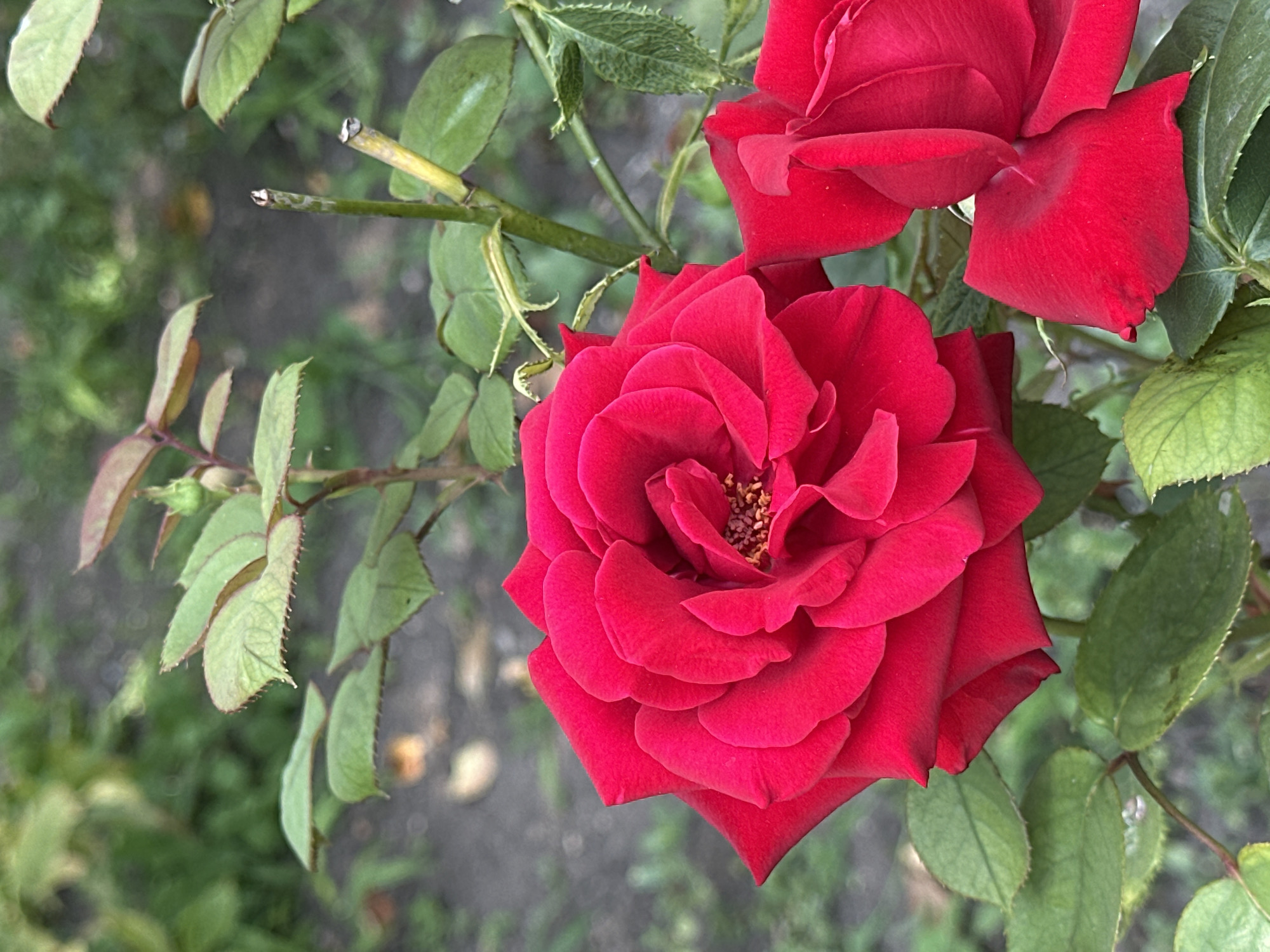 A close-up, eye-level shot shows two bright red roses with green leaves and stems in the foreground. The rose on the left is fully bloomed, revealing its delicate petals and brown stamen. The rose on the right is partially visible and appears to be in a similar stage of bloom. The background is softly blurred, depicting a patch of earth and foliage, typical of a garden in Essentuki, Russia. The lighting is natural and even, suggesting an outdoor setting on a possibly overcast day. There are no people or animals present. The overall impression is one of natural beauty and serenity.
