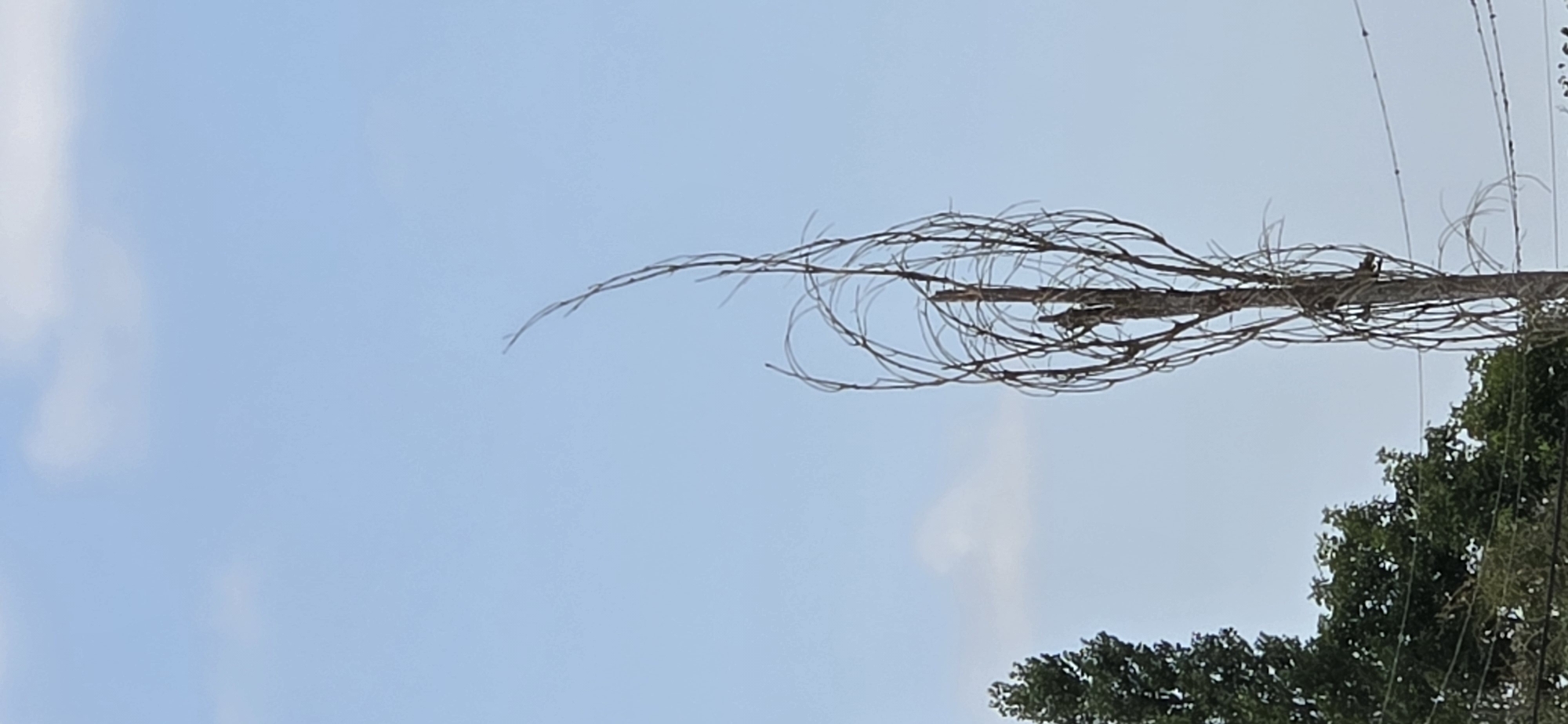 A dead, leafless tree with twisted branches stands against a light blue sky with sparse clouds. A dark green tree is visible to the left, partially obscuring the view of the sky. Wires run horizontally across the lower portion of the image. The scene appears to be outdoors, possibly in a park or residential area in Tel, Azerbaijan.