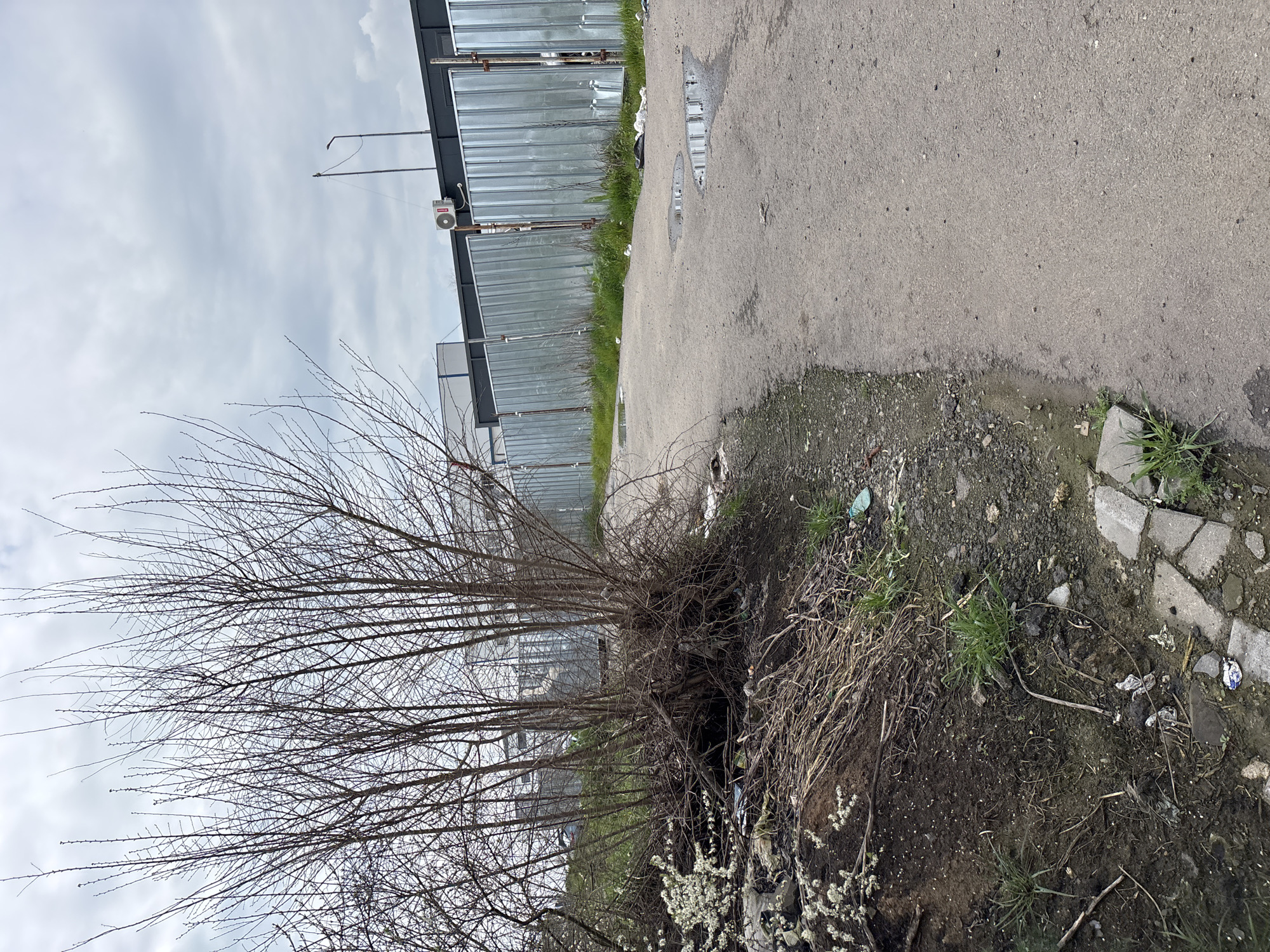 The image depicts a neglected urban scene in Burgas, Bulgaria. A bare tree with numerous thin branches occupies the left foreground, partially obscuring a gray metal fence running along the background. The ground is a mix of dirt, scattered debris, and sparse vegetation. A cracked asphalt road with some puddles runs parallel to the fence. The sky is overcast. There are no people visible.