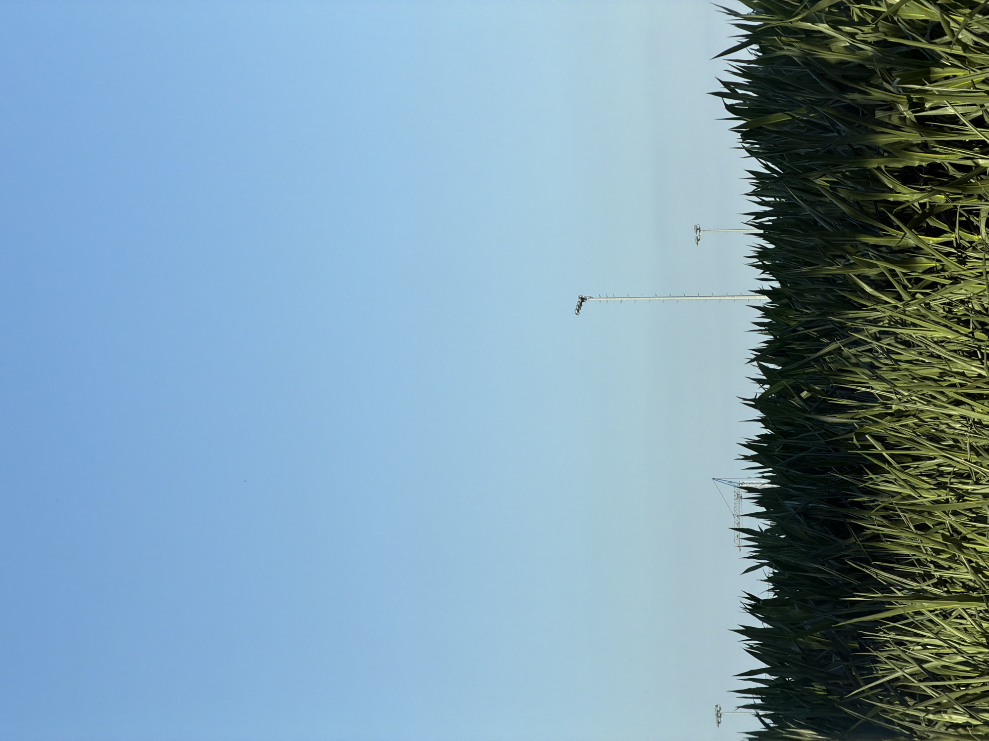 The image shows a bright blue sky above a dense field of tall green corn stalks. In the distance, a large construction crane is visible. There are also two tall light poles with multiple lights on top, one on the left and another on the right side of the image, also against the blue sky. The corn stalks are in sharp focus in the foreground, creating a textural and visually dominant element. The scene appears to be an outdoor agricultural or industrial setting. The location is not specified in the image itself, but the prompt mentions Cleves, Germany.