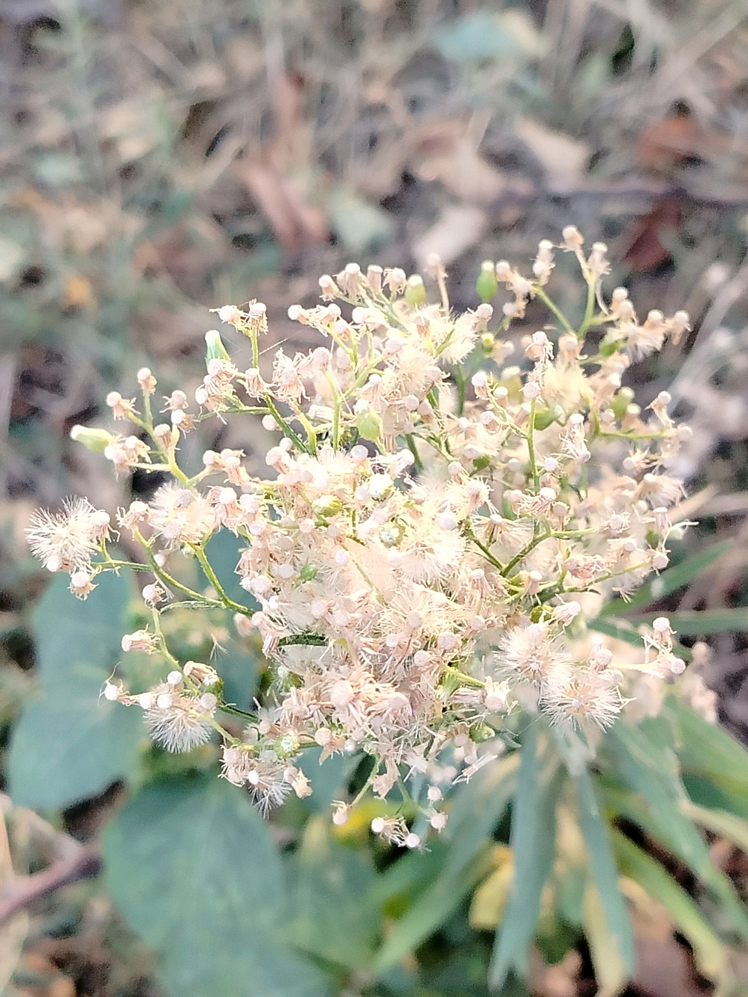 The image shows a close-up of a cluster of small, white, fluffy flowers, possibly with some green buds, growing on thin, green stems. The flowers are delicate and appear to be in various stages of bloom, with some having a feathery appearance. The background is blurred, with muted tones of brown, green, and grey, suggesting an outdoor environment. There are hints of dry leaves and foliage, and possibly some soft, ethereal light filtering through. The scene is natural and appears to be in a wild or garden setting. No specific location within the city of Көлкент, Kazakhstan can be identified from the visual information.
