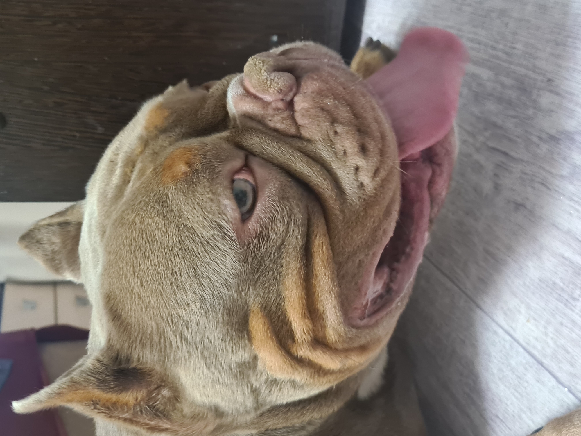 A close-up, eye-level shot shows the head of a tan and brown dog with its tongue hanging out. The dog is lying down on a light-colored, wood-grain floor. The dog's fur is short, and it has a wrinkled face with visible skin folds. The dog's left eye, visible in the frame, is light blue and appears slightly irritated. The dog's tongue is pink and resting on the floor. In the background, a dark brown wooden surface is visible to the right, and a blurry hint of furniture with drawers is visible to the left. The lighting is warm and slightly diffused.