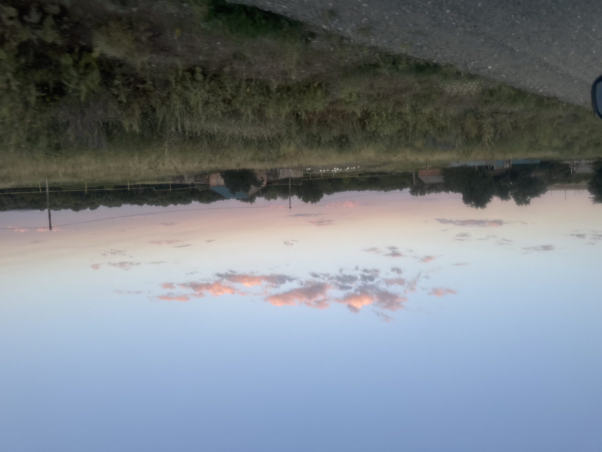 The image captures a rural scene in Vasilievka, Russia, during what appears to be either sunrise or sunset, as indicated by the soft, pastel colors of the sky and the elongated shadows. The sky is a clear, pale blue with wispy, pink-tinged clouds scattered across the horizon.
In the mid-ground, a cluster of white birds, possibly geese or ducks, are gathered in a grassy field. To the right of the birds, a small brick building with a green roof stands adjacent to a wooden fence. Further to the left, several other residential structures are partially visible, nestled among trees. The landscape is dominated by tall, dry grass and vegetation, suggesting a rural or agricultural setting.
In the foreground, a gravel road, likely a country lane, occupies the lower left portion of the image. The side mirror of a vehicle is partially visible in the bottom left corner, indicating that the photograph was taken from inside a moving vehicle. The overall impression is one of tranquility and a simple rural existence.