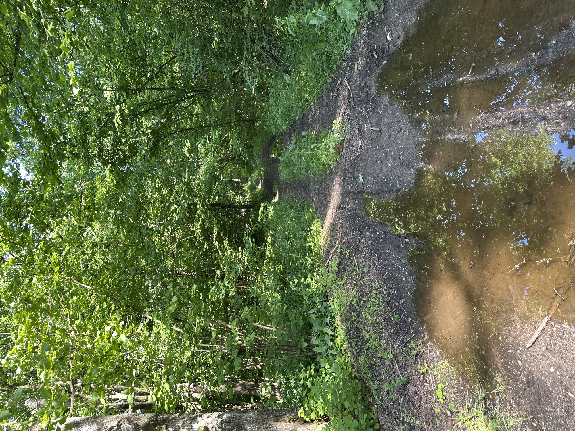 The media file shows a muddy path through a dense, green forest in Грозаўскі сельскі Савет, Belarus. Sunlight filters through the thick canopy of trees, illuminating a path that curves into the distance. On the right side of the path, several large puddles of muddy water reflect the surrounding foliage and the sky. The scene is lush and overgrown, with various types of vegetation crowding the edges of the path. The presence of puddles suggests recent rain or damp weather. The overall atmosphere is serene and natural, evoking a sense of peaceful isolation within the forest. There is no visible text in the media file.