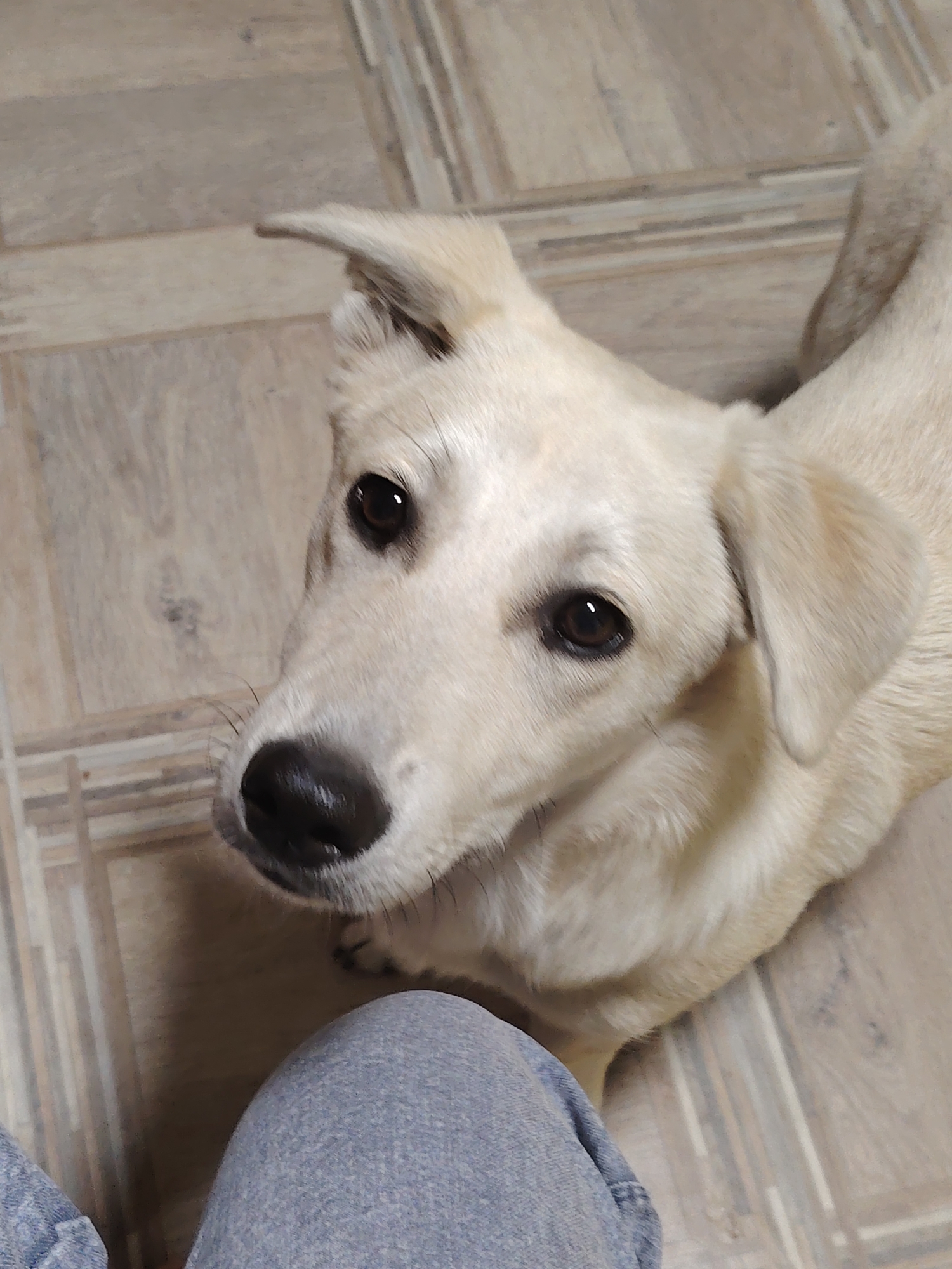 A light-colored dog with dark eyes and a black nose looks up at the camera. The dog is on a wooden floor with a grid pattern. The lower portion of the image shows a person's legs, clad in blue jeans. The scene appears to be indoors.
