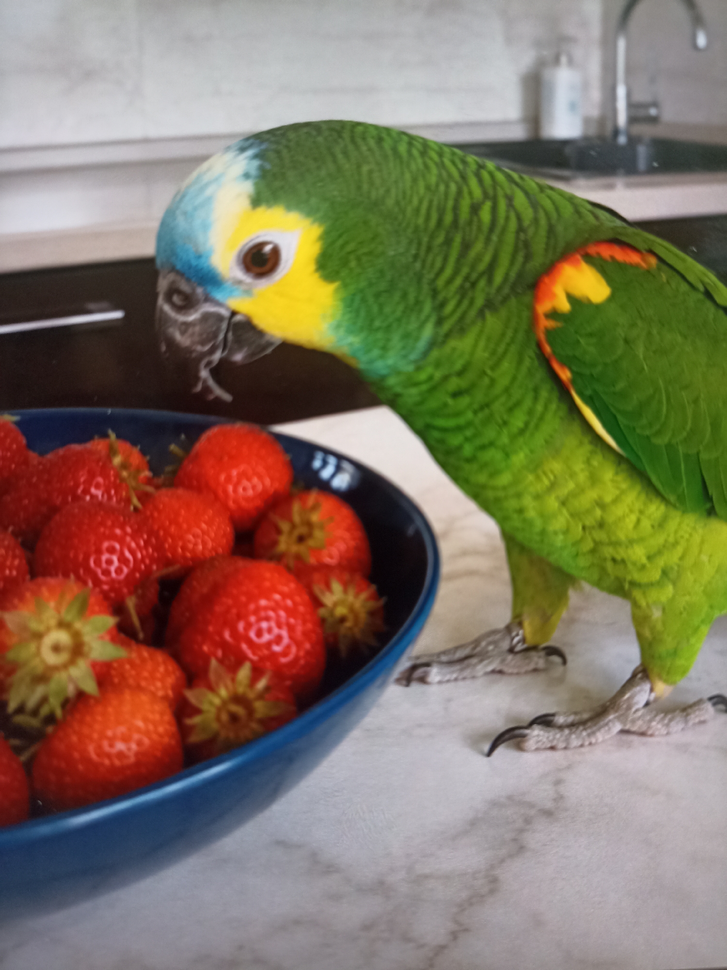 An Amazon parrot with green, yellow, and blue plumage stands on a marble countertop next to a blue bowl filled with fresh strawberries. The parrot is facing towards the right of the frame, with its head slightly turned towards the bowl of fruit. Its beak is partially open, and its eye is visible. The background appears to be a kitchen with a sink and faucet visible. The scene is brightly lit, suggesting it might be daytime. The location is stated to be the city of Chekhov-2, Russia.