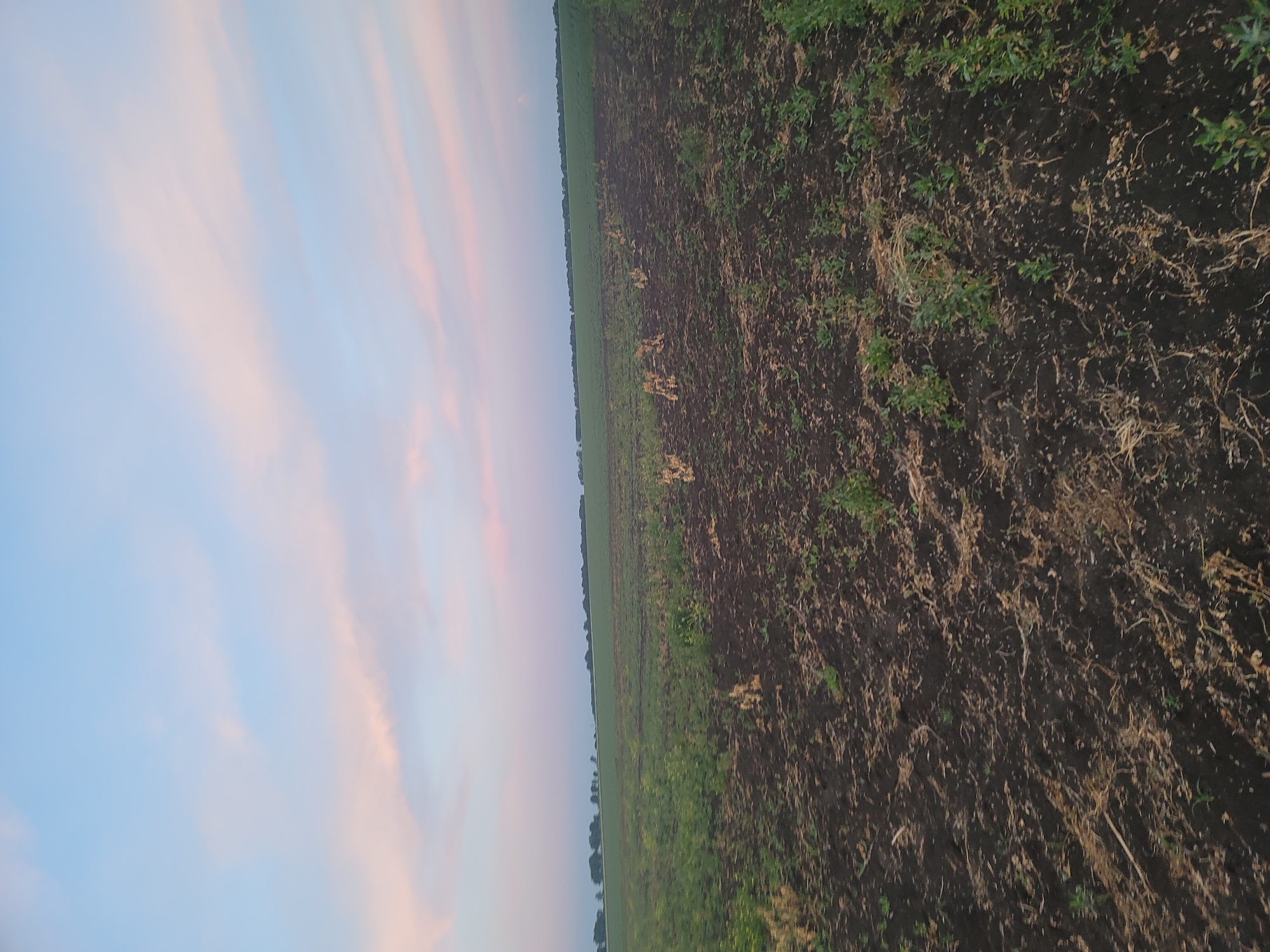 An aerial image shows a vast, cultivated field under a soft, pastel sky. The field is divided into sections of dark, tilled soil and greener, less disturbed ground, with sparse dry vegetation scattered throughout. The horizon is lined with a distant row of trees.
