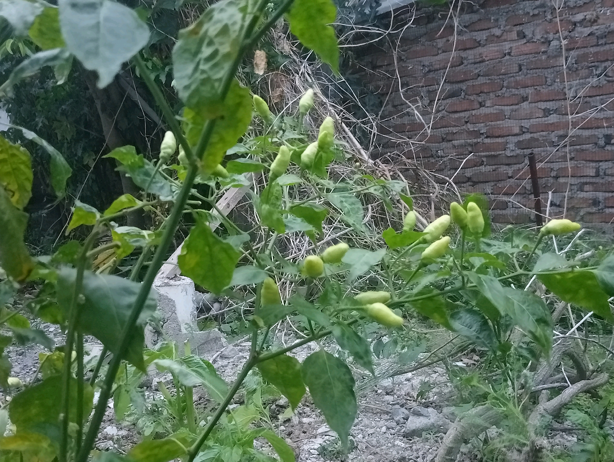 In Balige, Indonesia, a close-up shot focuses on a plant bearing several small, light green chili peppers. The peppers are clustered on branches with numerous green leaves. In the background, a weathered brick wall is visible, along with dry, tangled vines and some gray debris on the ground. The scene suggests an outdoor environment, possibly a garden or yard, with a focus on the chili plant.
