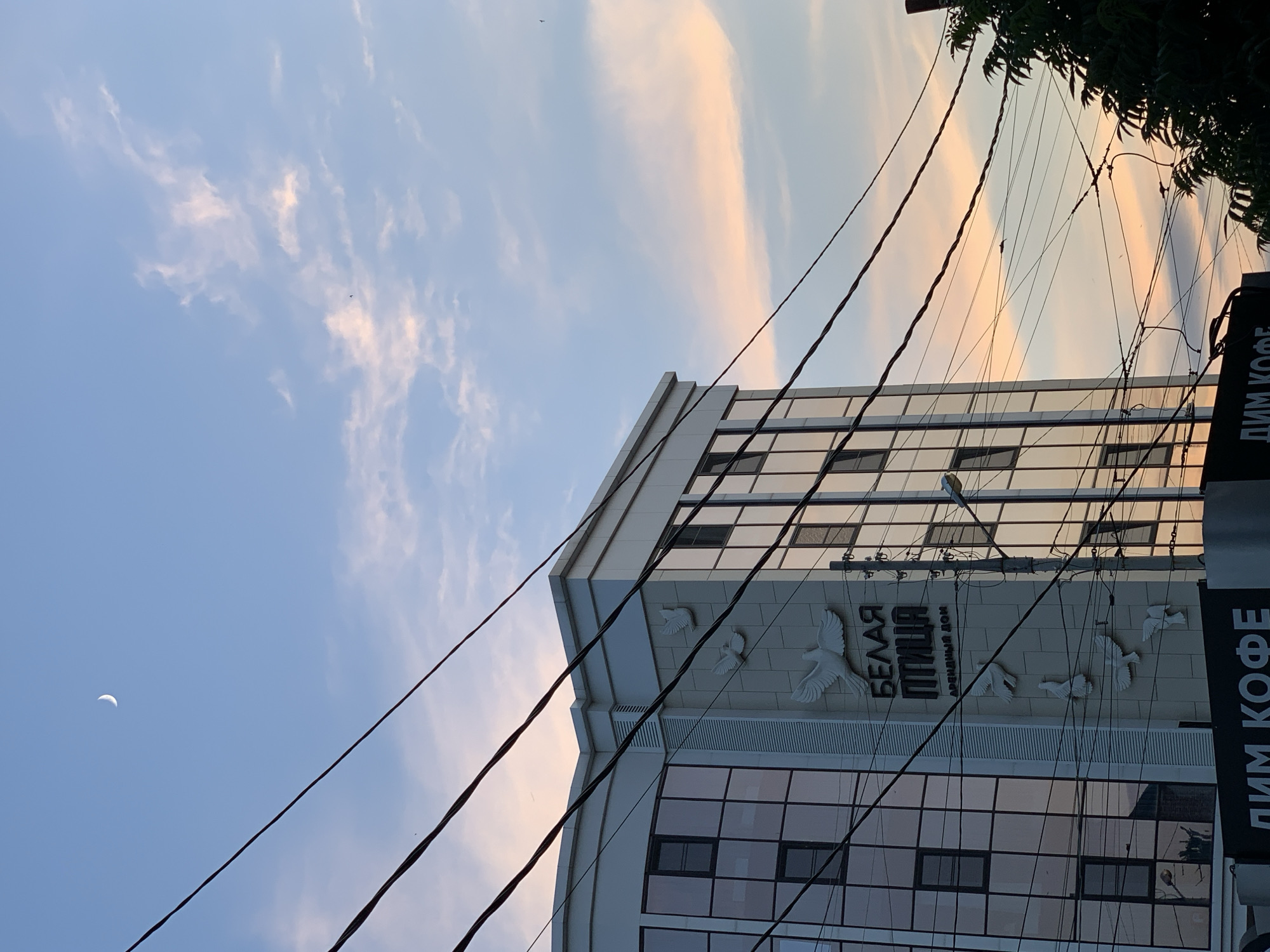 The image is a medium shot of a modern building with glass windows and decorative white bird reliefs on its facade. The building's name, "БЕЛАЯ ПТИЦА" (White Bird), is visible in large, dark lettering above the reliefs, with smaller text below indicating "АРЕНДНЫЙ ДОМ" (Rental House). The sky is a pale blue with wispy clouds tinged with pink and orange, suggesting it is either sunrise or sunset. A crescent moon is visible in the upper left quadrant of the sky. A tangle of black electrical wires crisscrosses the frame in the foreground, obscuring parts of the building and the sky. The bottom of the image shows a black sign with white lettering that reads "ДИМ КОФЕ" (Dim Coffee). A dark green tree branch is visible on the right side of the image, extending into the frame from the right edge. The overall scene is urban, with a clear juxtaposition of modern architecture, natural elements (sky, moon, clouds, tree), and functional infrastructure (electrical wires). There are no people visible in the image.