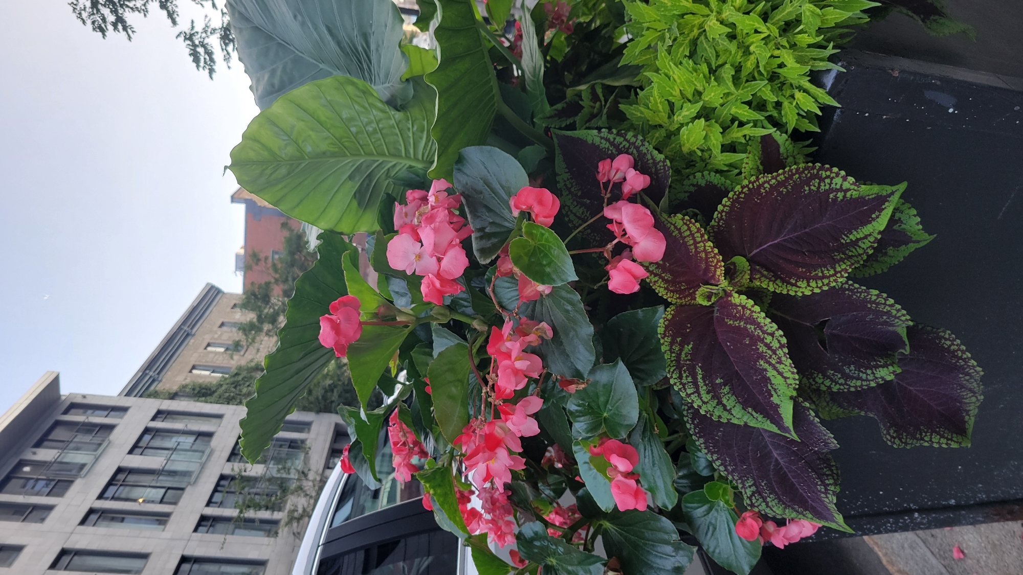 A close-up shot captures a potted plant arrangement on a city street, with a light-colored, modern building in the background. The plant box contains a vibrant mix of foliage and flowers. Pink begonia flowers with glossy green leaves are prominent, alongside dark purple coleus leaves with lime green edges. A cluster of bright green, finely textured plants adds further color to the composition. The leaves of a large, elephant ear-like plant are also visible, providing a dramatic backdrop. A sliver of a silver vehicle is visible on the left side of the frame, suggesting its proximity to the street. The sky above is a clear, pale blue with a hint of the moon visible. The overall scene is typical of urban landscaping in Montreal, Canada, where such planters are commonly used to beautify public spaces.