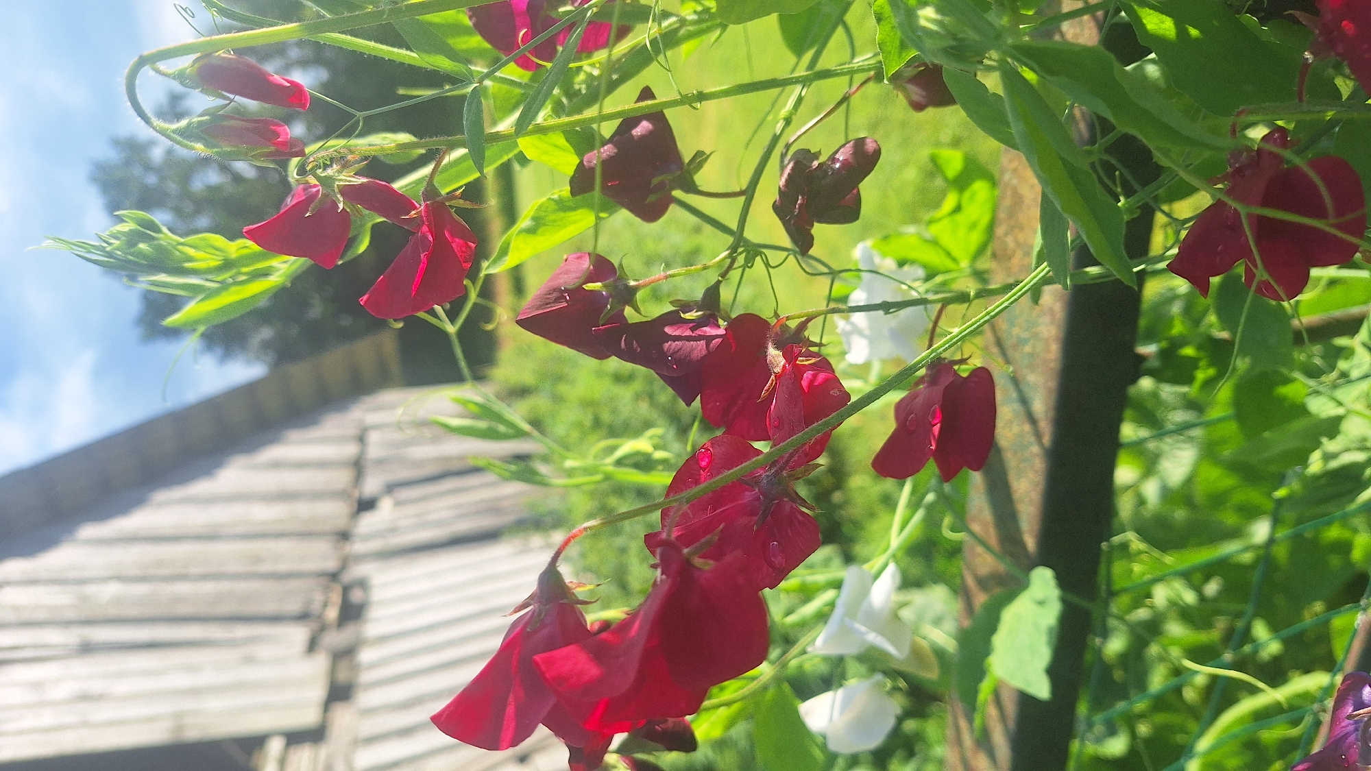 This image captures a close-up view of dark red sweet pea flowers in a garden setting. The flowers are in various stages of bloom, with some fully open and others still in bud. Several water droplets are visible on the petals, suggesting recent rain or watering. In the background, a weathered wooden structure, possibly a barn or shed, is visible, along with lush green foliage and a glimpse of a blue sky with scattered clouds. The lighting indicates it is daytime, likely late afternoon given the warm sunlight. The scene is likely outdoors in a rural or semi-rural location, possibly a backyard garden.