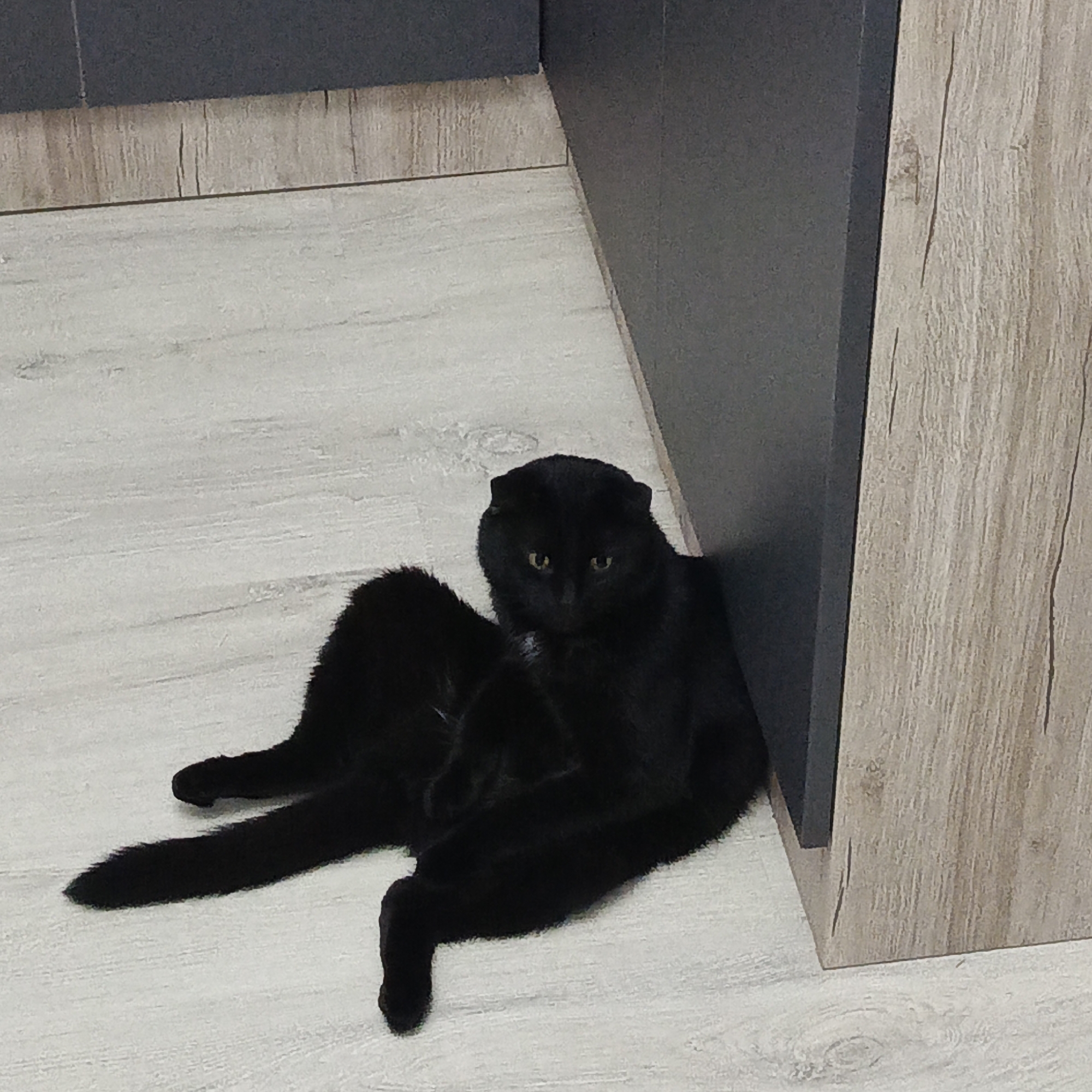 A black cat sits on a light-colored, wood-patterned floor, leaning against the base of a two-toned cabinet. The cabinet has a dark gray front panel and a wood-patterned side panel. The floor extends to the left, where a wood-patterned wall panel can be seen. The location is presumed to be Марковский, Russia, based on information provided.