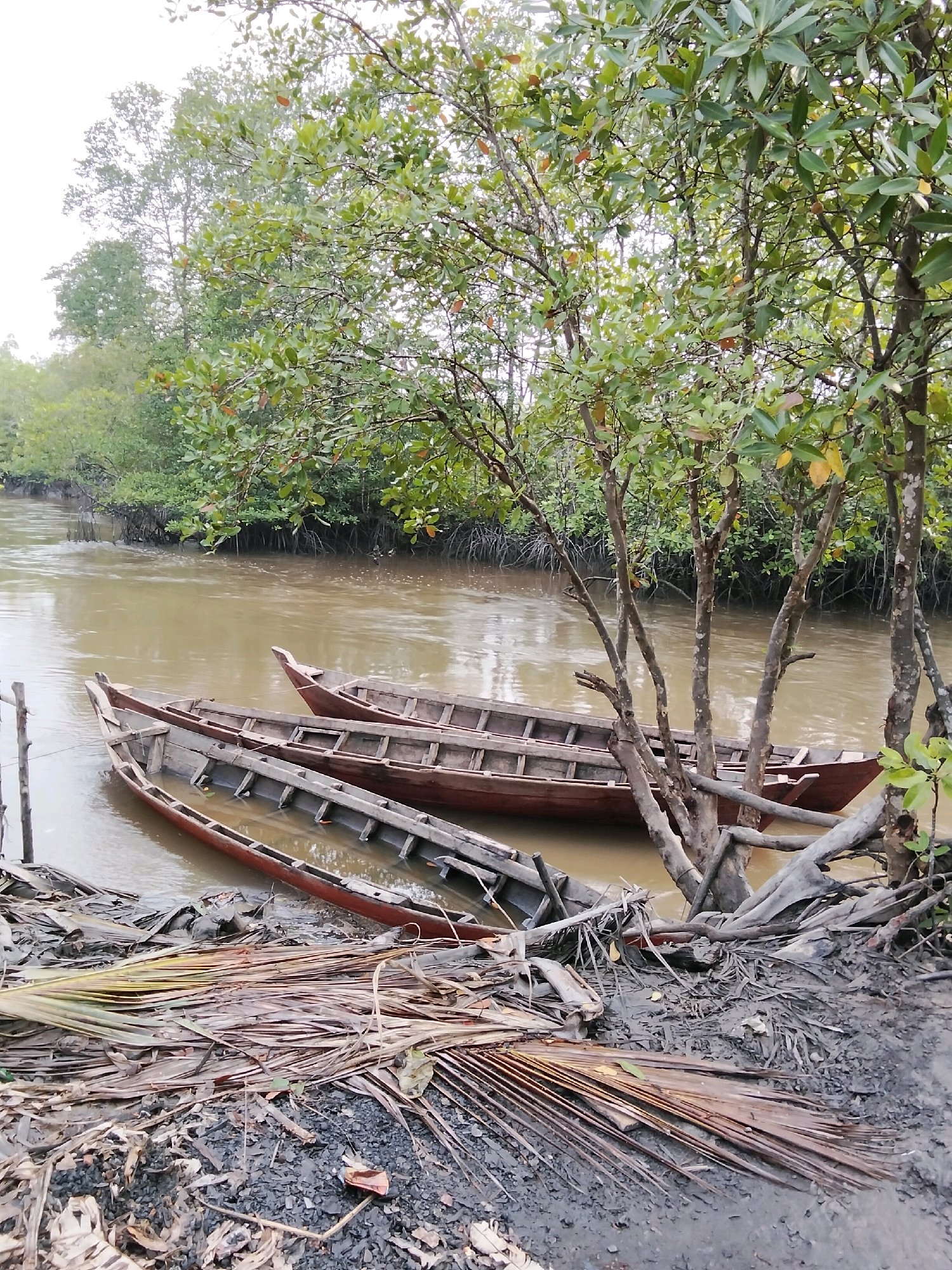 In the city of Kembung Luar, Indonesia, a cluster of three wooden boats rests partially submerged in murky brown water along a muddy bank. The boats are of varying sizes and appear weathered, with visible planks and internal seating structures. The foreground of the image is dominated by dry palm fronds and debris scattered across the dark, wet mud. Beyond the boats, the water flows gently, with a dense growth of mangrove trees lining the opposite bank. The trees are lush with green leaves, creating a natural, somewhat wild backdrop. The sky is overcast, casting a soft, diffused light over the scene. The overall impression is one of a serene, natural environment where traditional watercraft are moored.