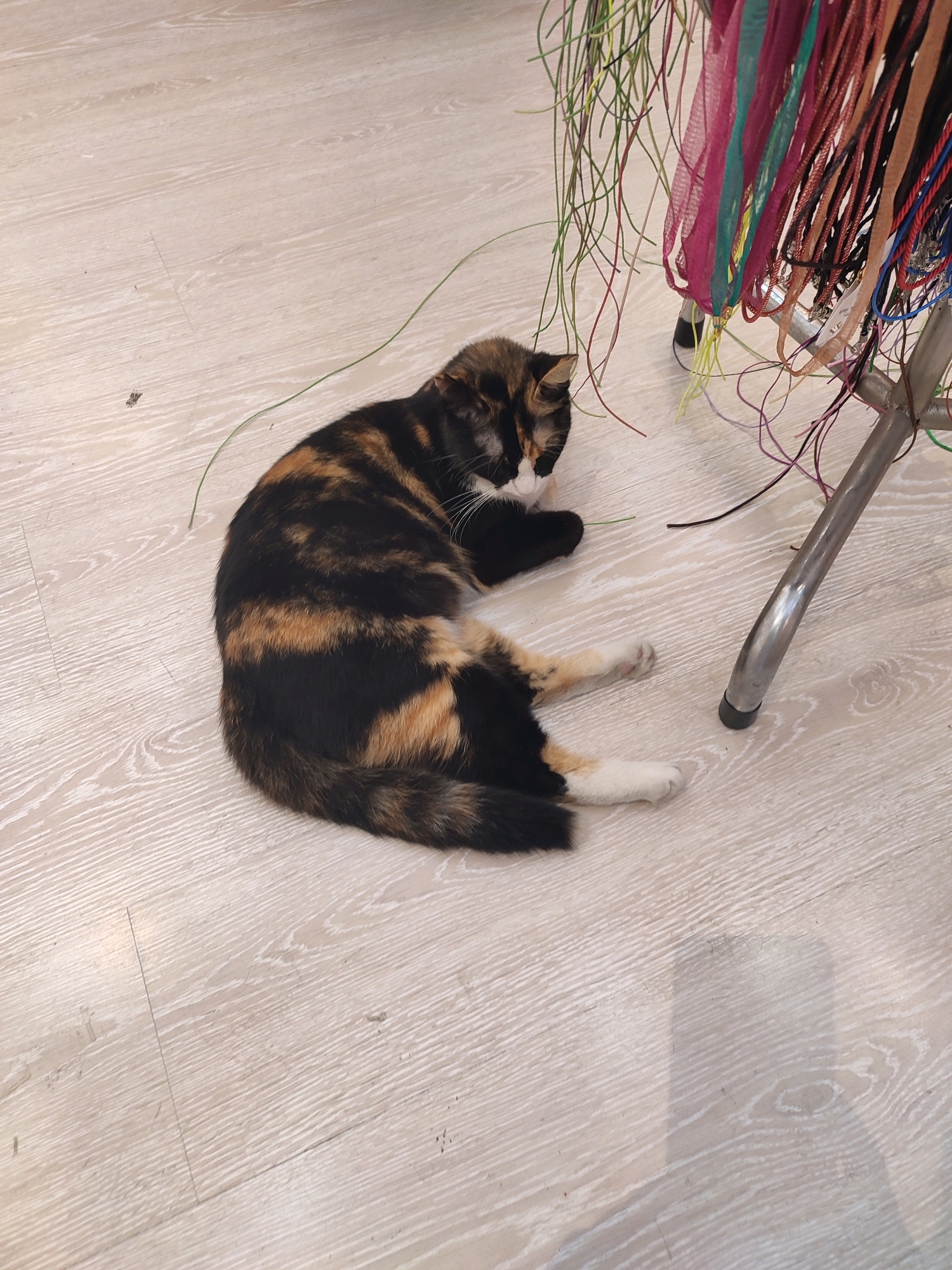 A calico cat is lying curled up on a light-colored, wood-patterned floor. To the right of the cat, a metal chair leg is visible, and hanging from the chair are numerous colorful strands of ribbon and cord. The scene appears to be indoors, possibly in a crafting or retail space, given the abundance of materials. The floor shows a wood grain pattern with subtle variations in tone. The cat is positioned in the center-left of the frame, with its head tucked in. There are no visible people in the image. The location is not specified.