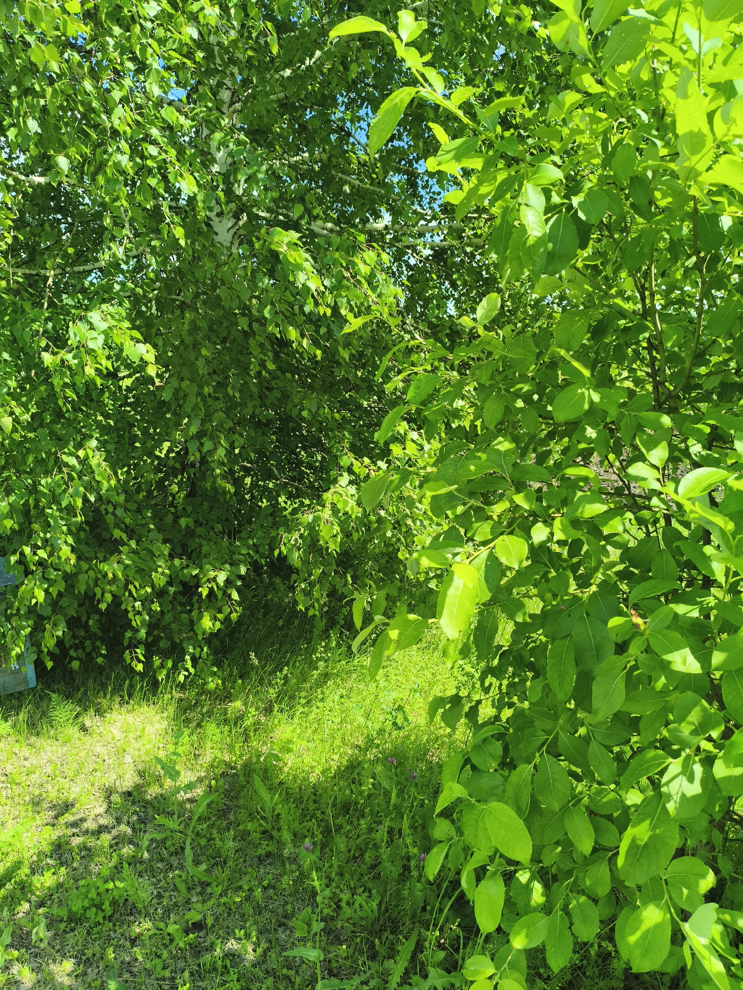 In the city of Ilmino, Russia, a vibrant summer scene unfolds with lush greenery dominating the frame. The foreground is characterized by a dense thicket of bright green leaves, likely from a deciduous tree, with sunlight dappling through the foliage. To the left, a white-barked birch tree is partially visible, its leaves also a vivid green against a bright blue sky. The ground beneath the trees is covered in a carpet of green grass and other low-lying vegetation, with patches of sunlight illuminating the uneven terrain. In the far left background, a portion of a light blue structure, possibly a beehive or a small shed, is visible. The overall impression is one of a verdant, sun-drenched natural environment.