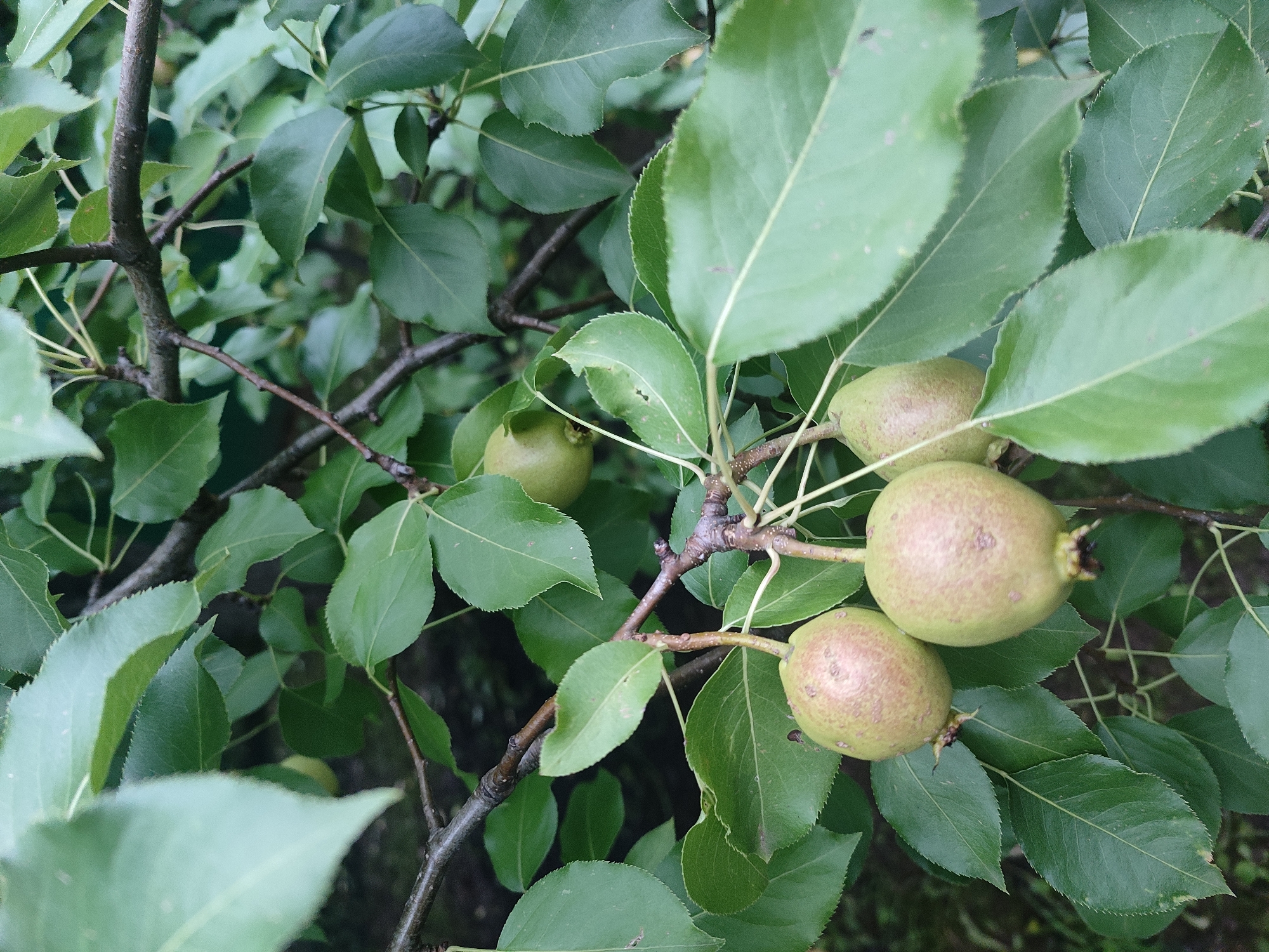In Il'bukhtino, Russia, a close-up shot captures a branch of a pear tree laden with ripening green pears. The pears, varying in size and some showing blush-pink undertones, are clustered together amidst lush, dark green leaves. The branches are dark and woody, supporting the weight of the fruit. The background is softly blurred, suggesting a natural, outdoor setting in a garden or orchard. The lighting is diffused, indicating an overcast day or dappled shade.