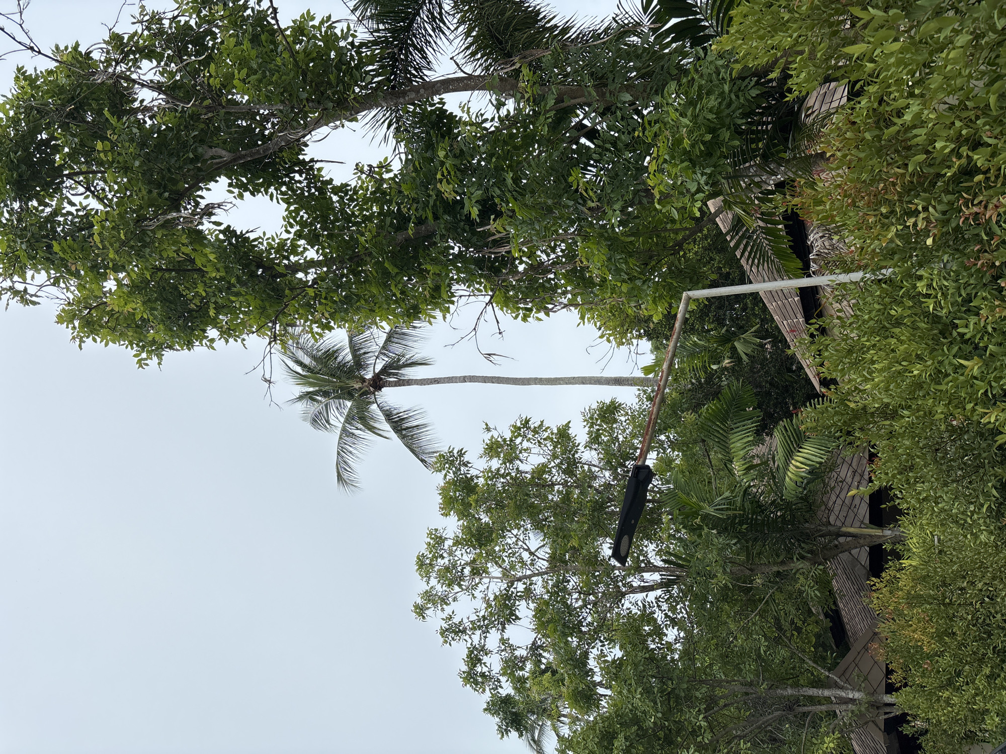 The image shows a natural scene with lush greenery and a cloudy sky. In the foreground, there are dense bushes and trees. In the middle ground, there are structures with tiled roofs, likely part of a building complex. A tall palm tree stands prominently in the background, reaching towards the overcast sky. A street lamp with a black fixture is visible, mounted on a white pole, partially obscured by the foliage. The overall impression is of a tropical or sub-tropical environment.