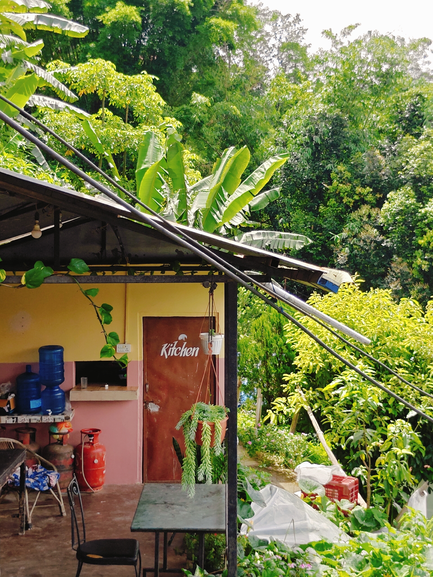 A scene unfolds on a covered patio or balcony in Pokhara, Nepal, overlooking a lush, dense green environment. The patio has a dark, sloped roof supported by metal beams, over which run several thick black cables. Beneath the roof, the wall is painted a pale yellow, with a pink section visible to the left. On the yellow wall, a door painted a reddish-brown stands open, with "Kitchen" written in white script above a small graphic of a buffalo head. A potted plant with cascading green leaves hangs to the right of the door. To the left of the door, on a pink wall, is a shelf with two large blue water dispensers and a smaller glass. A red gas cylinder is located on the floor to the left of the pink wall, next to a rattan chair with a blue and white patterned cloth. In the foreground, a dark metal chair with a black seat is positioned near a dark green table with a textured surface. The background is dominated by vibrant green foliage, including large banana leaves and dense trees, suggesting a tropical or subtropical setting. The ground in the foreground and to the right is covered in more greenery, plastic sheeting, and a red crate, indicating a potentially rural or less urbanized area. The lighting suggests it is daytime, with bright sunlight filtering through the leaves.