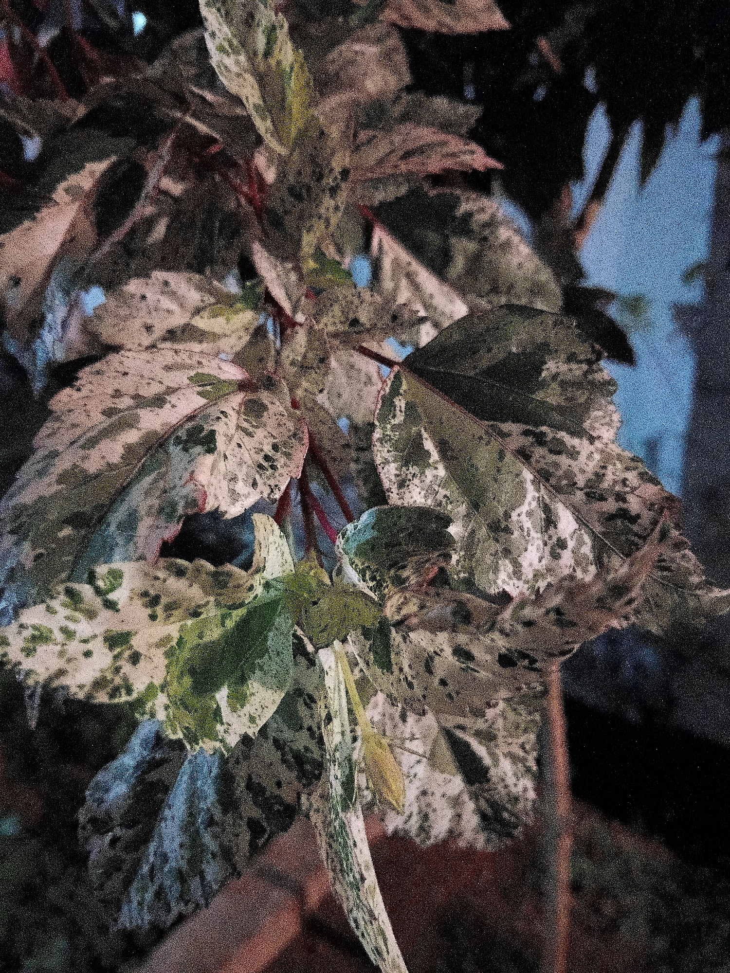 This is a close-up, low-light photograph of variegated leaves on a plant. The leaves exhibit a mottled pattern of green, white, and cream, with some areas appearing darker green or black. Red stems are visible beneath the leaves. In the upper right portion of the image, a blurry, light blue background suggests a night sky or artificial lighting. The overall impression is of a plant at dusk or in dim lighting conditions. No specific location in Cikal, Indonesia, can be determined from the visual information provided.
