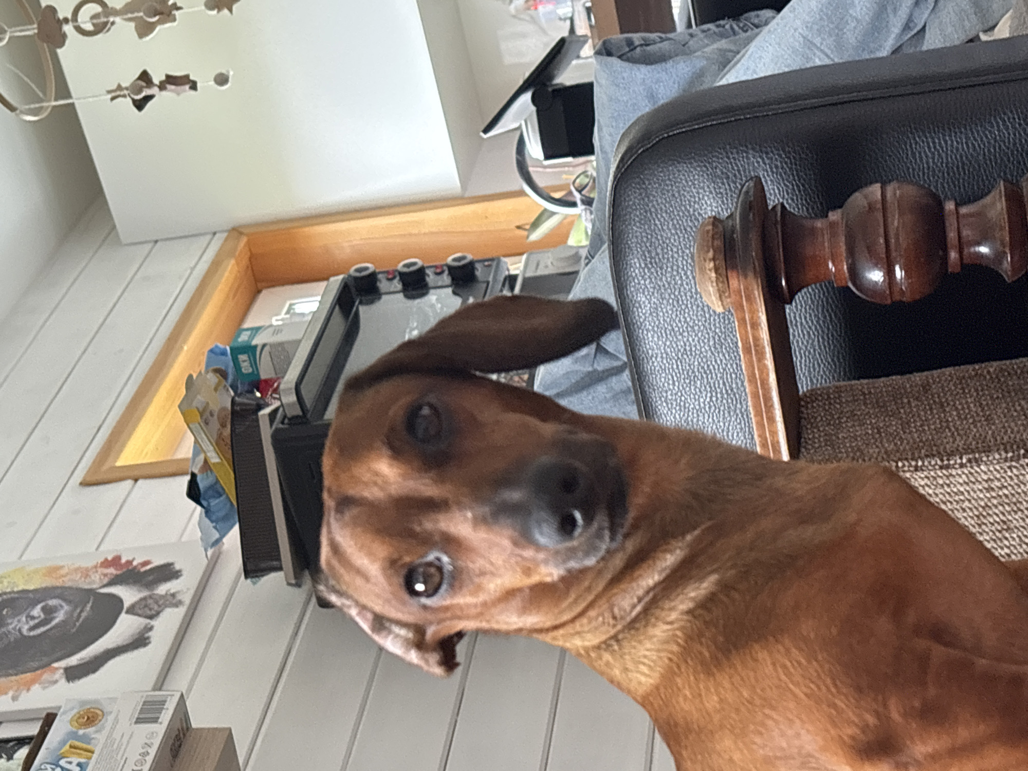 A close-up shot depicts a brown dog with a dark muzzle, tilted head, and focused gaze towards the camera, partially obscured by the armrest of a black leather chair. In the background, a room with light-colored vertical paneling is visible, along with a framed picture of a dog on the wall, a window frame, a black electronic device with several knobs, and assorted items on a shelf. The location is Раздолье, Russia.