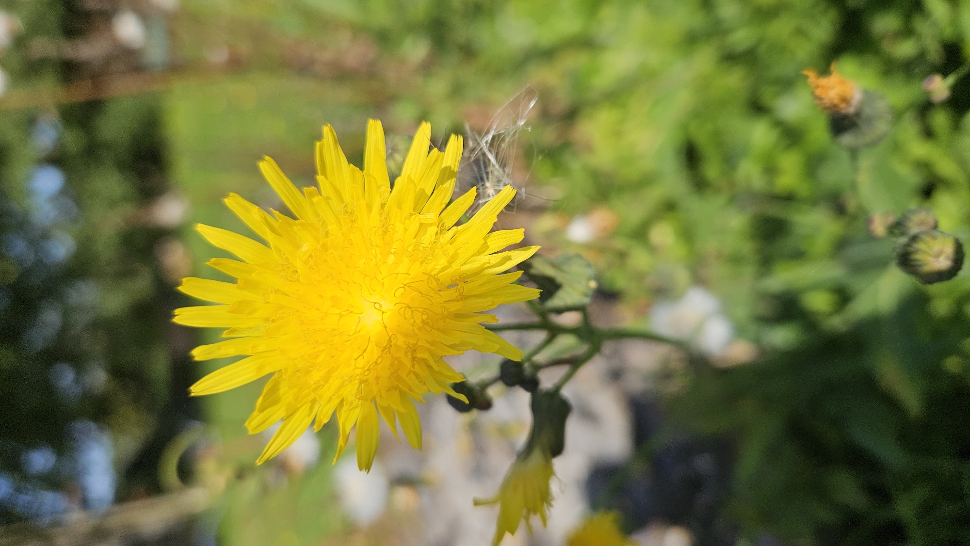 The image is a close-up shot of a yellow dandelion in bloom, set against a blurred background of green foliage and what appears to be a tree trunk. The dandelion is the primary subject, with its vibrant yellow petals fanning out from the center. A few wisps of what might be dandelion fluff are visible near the edge of the flower, caught on the petals. In the lower left quadrant of the image, another, smaller yellow flower and some dark buds are visible, also slightly out of focus. The background is soft and diffused, indicating a shallow depth of field, with areas of light and shadow suggesting dappled sunlight. The overall impression is a natural outdoor setting, possibly a park or garden. The location is stated to be Kapūņi, Latvia.